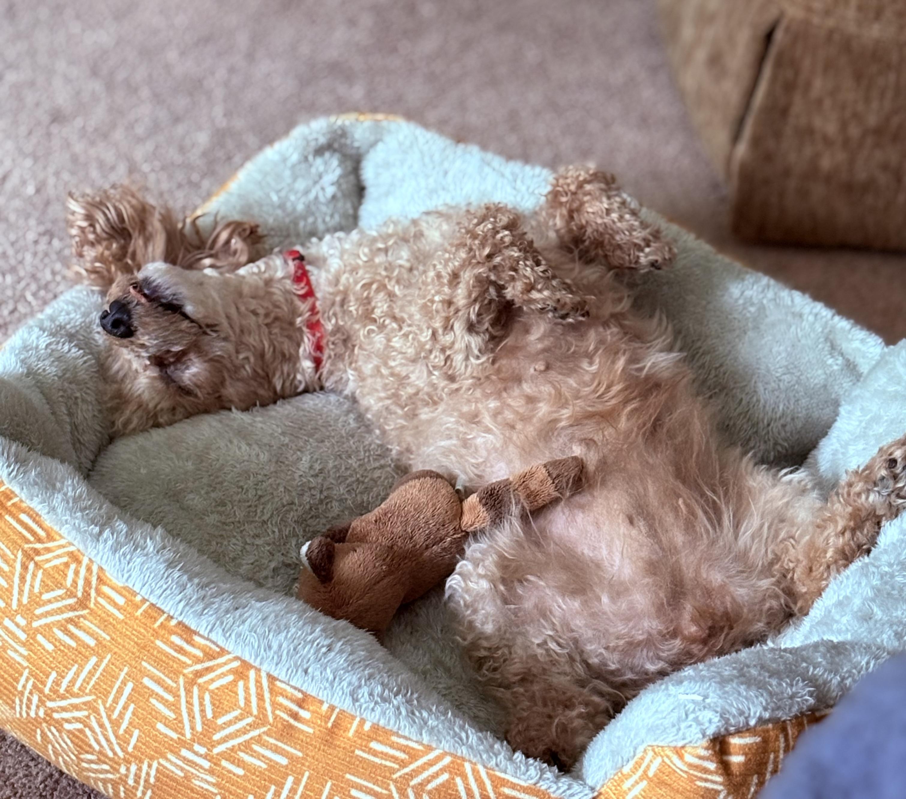 Enlarge GiGi, a ADOPTABLE Poodle (Toy) in Whitewater, WI image 4/6