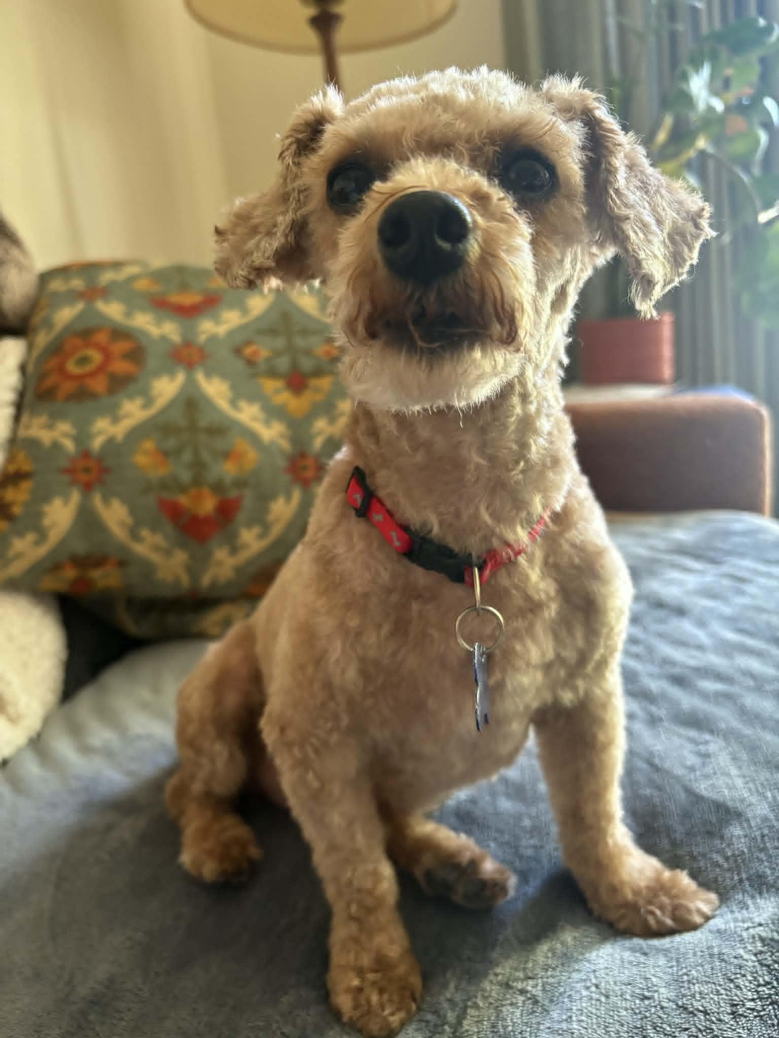 Enlarge GiGi, a ADOPTABLE Poodle (Toy) in Whitewater, WI image 6/6