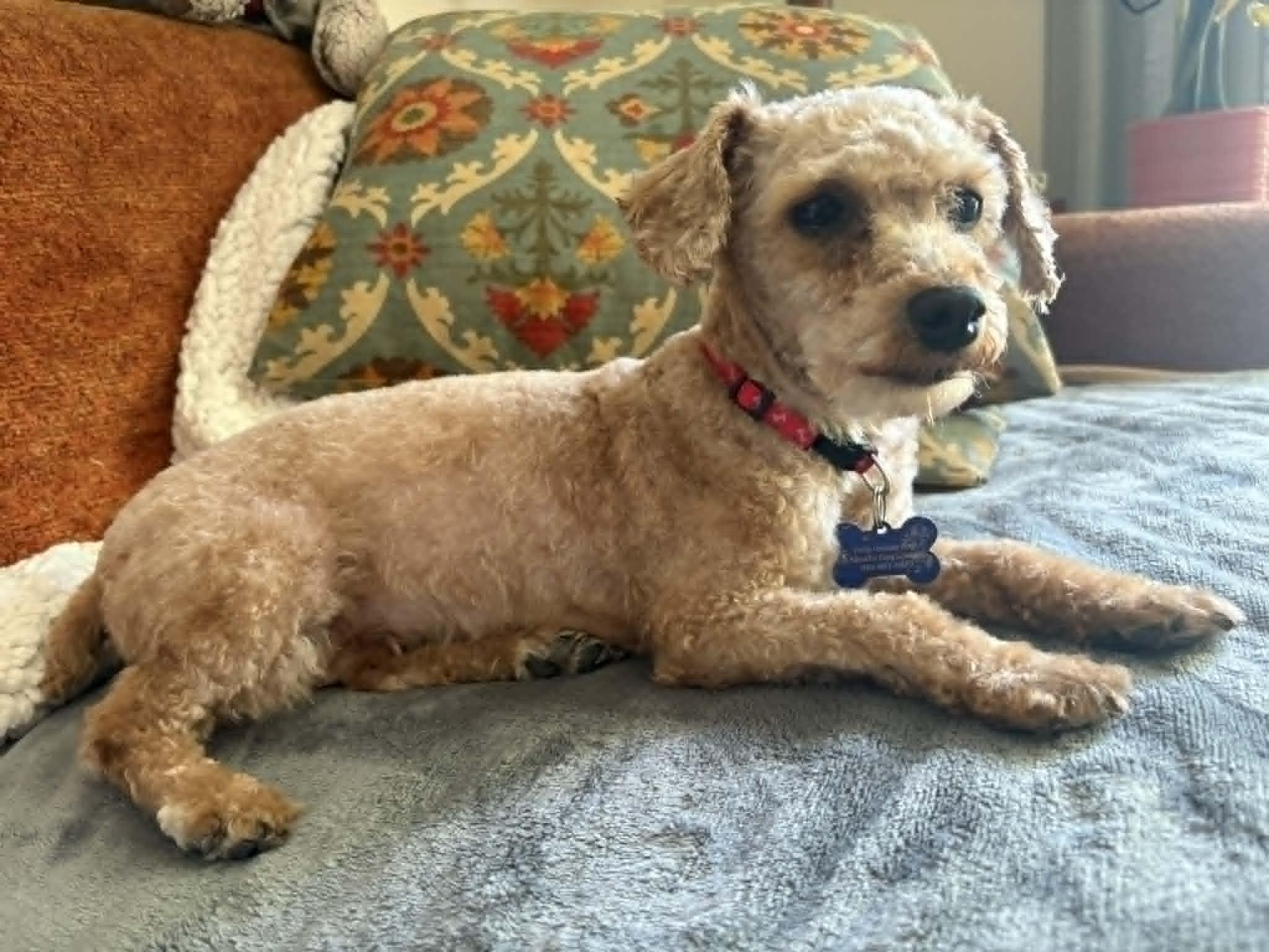 Enlarge GiGi, a ADOPTABLE Poodle (Toy) in Whitewater, WI image 5/6