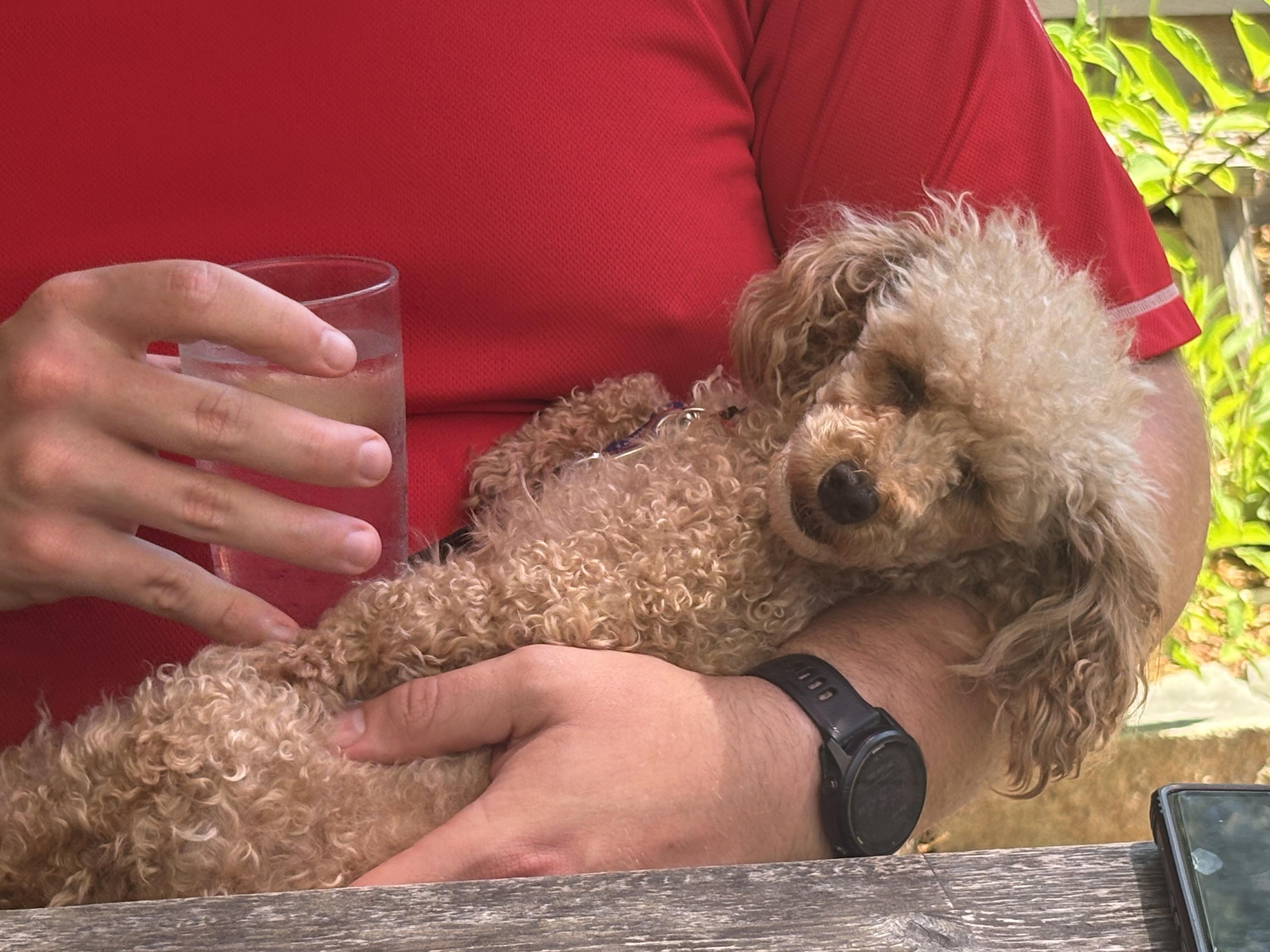 Enlarge GiGi, a ADOPTABLE Poodle (Toy) in Whitewater, WI image 3/6