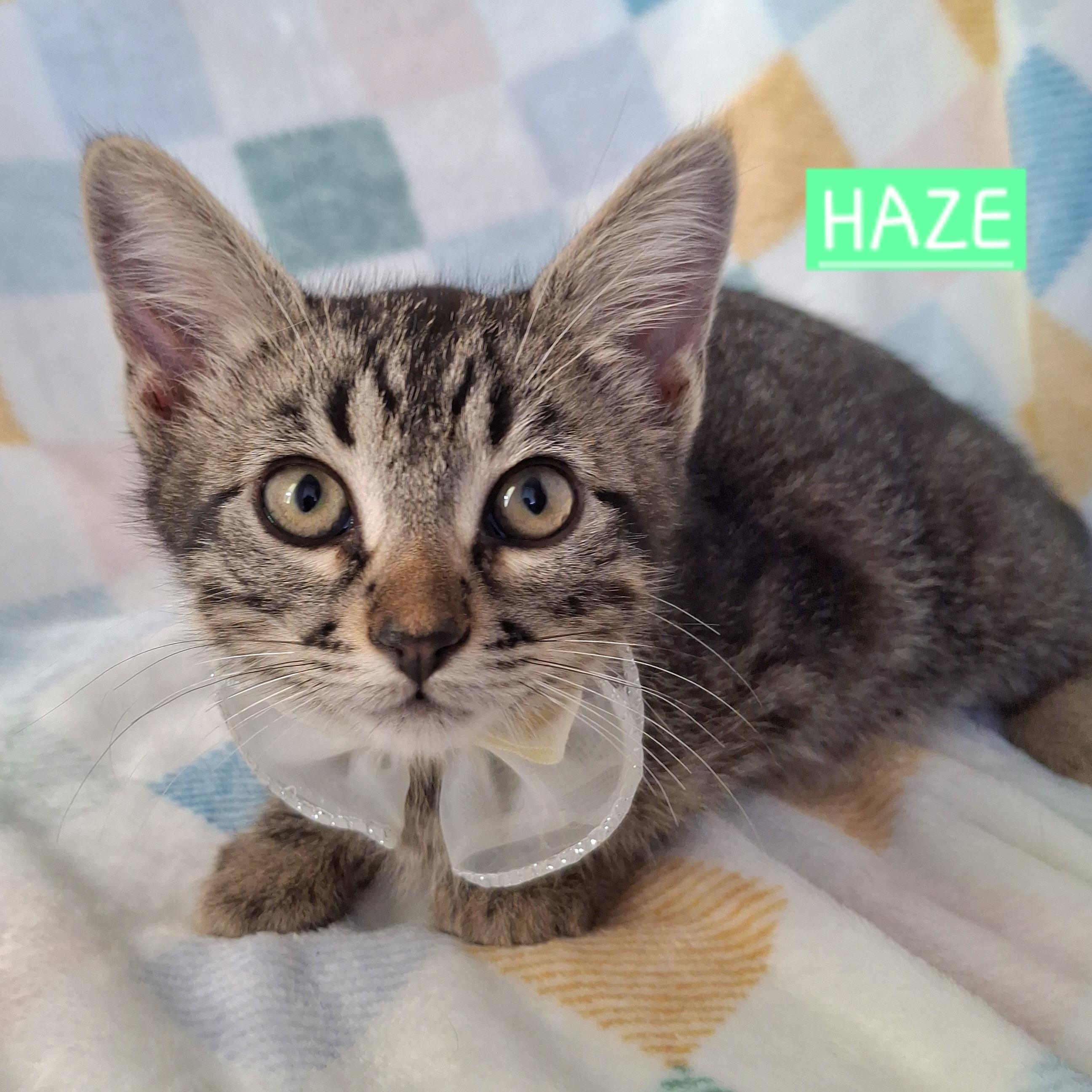 Enlarge Haze, a Adoptable mixed breed in Fullerton, CA image 4/5