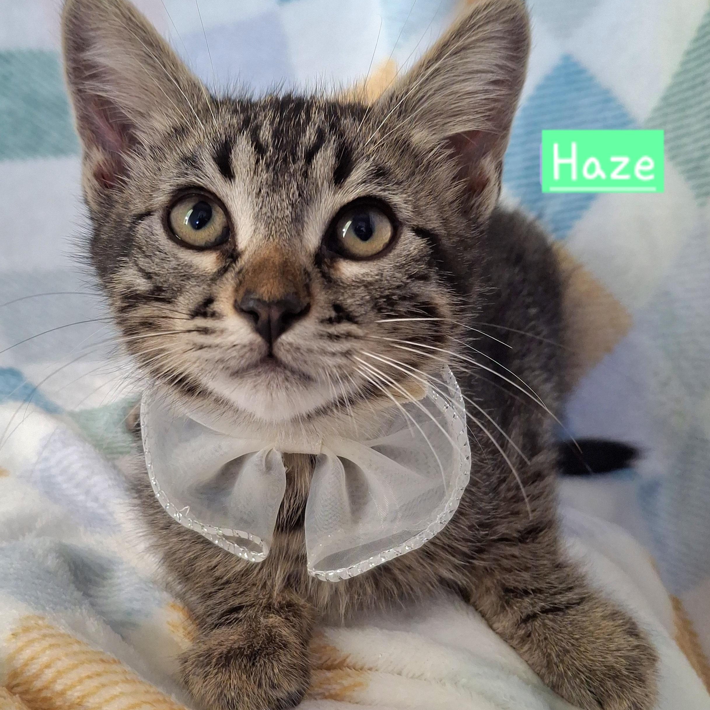 Enlarge Haze, a Adoptable mixed breed in Fullerton, CA image 1/5
