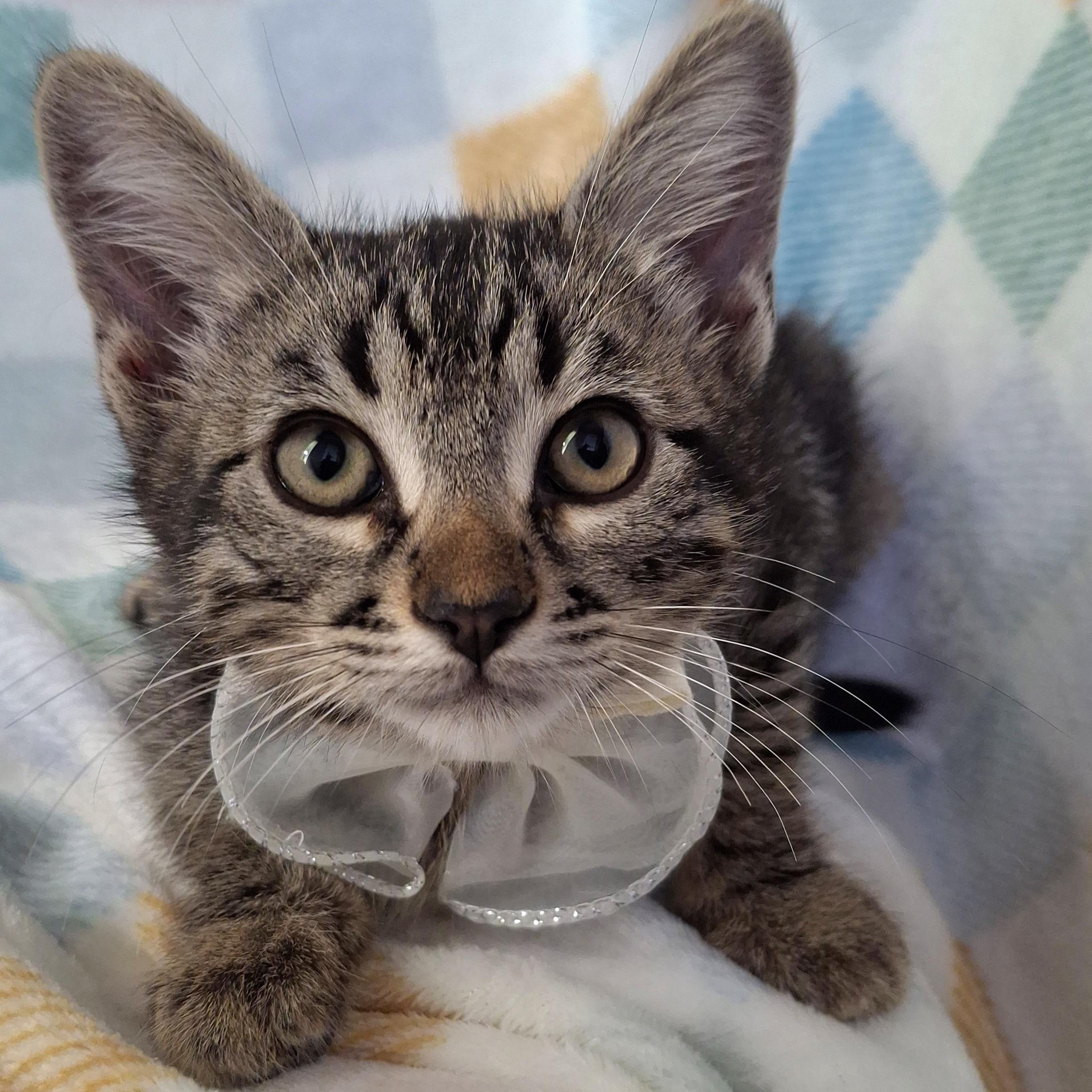 Enlarge Haze, a Adoptable mixed breed in Fullerton, CA image 5/5