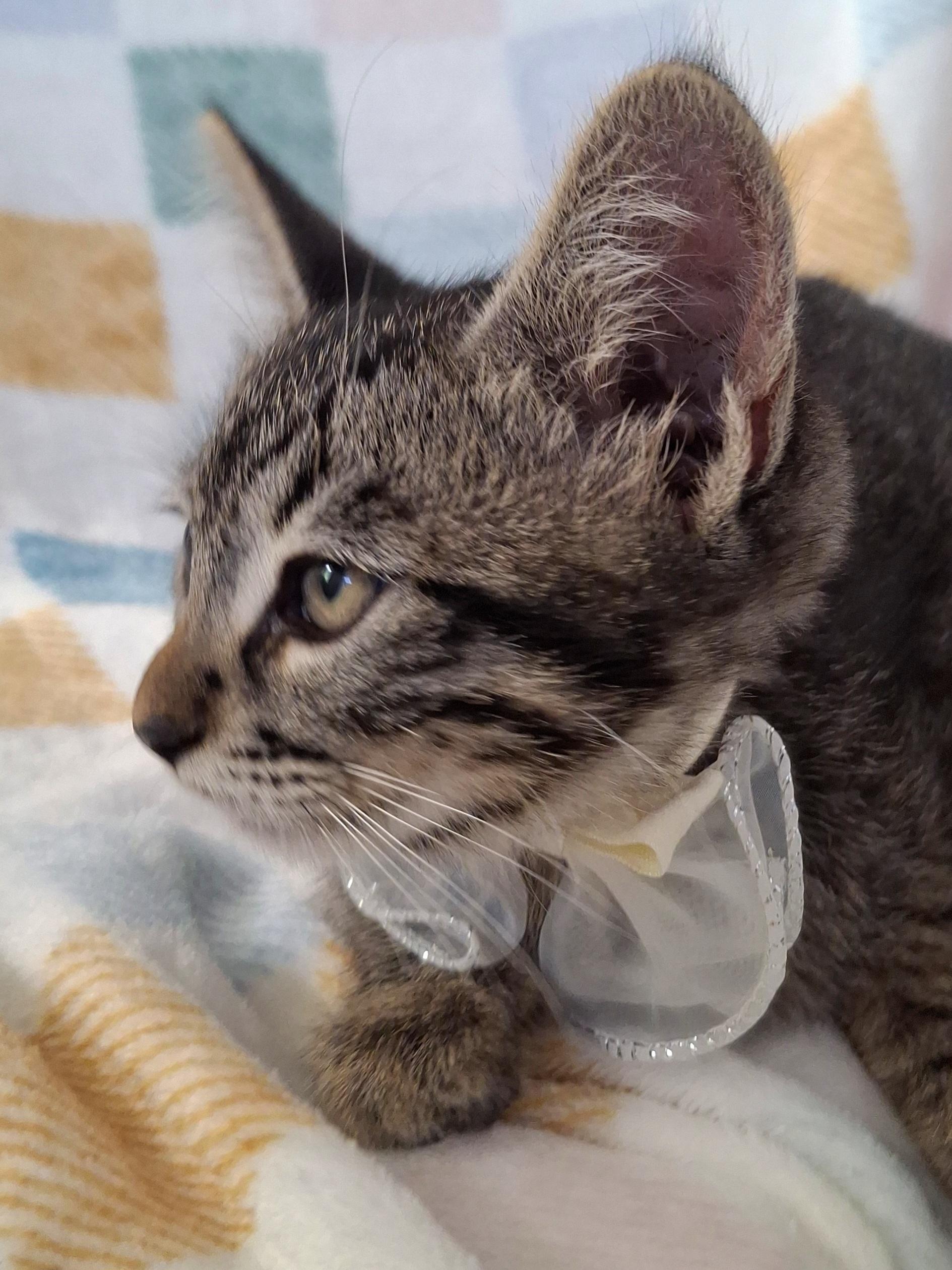 Enlarge Haze, a Adoptable mixed breed in Fullerton, CA image 3/5