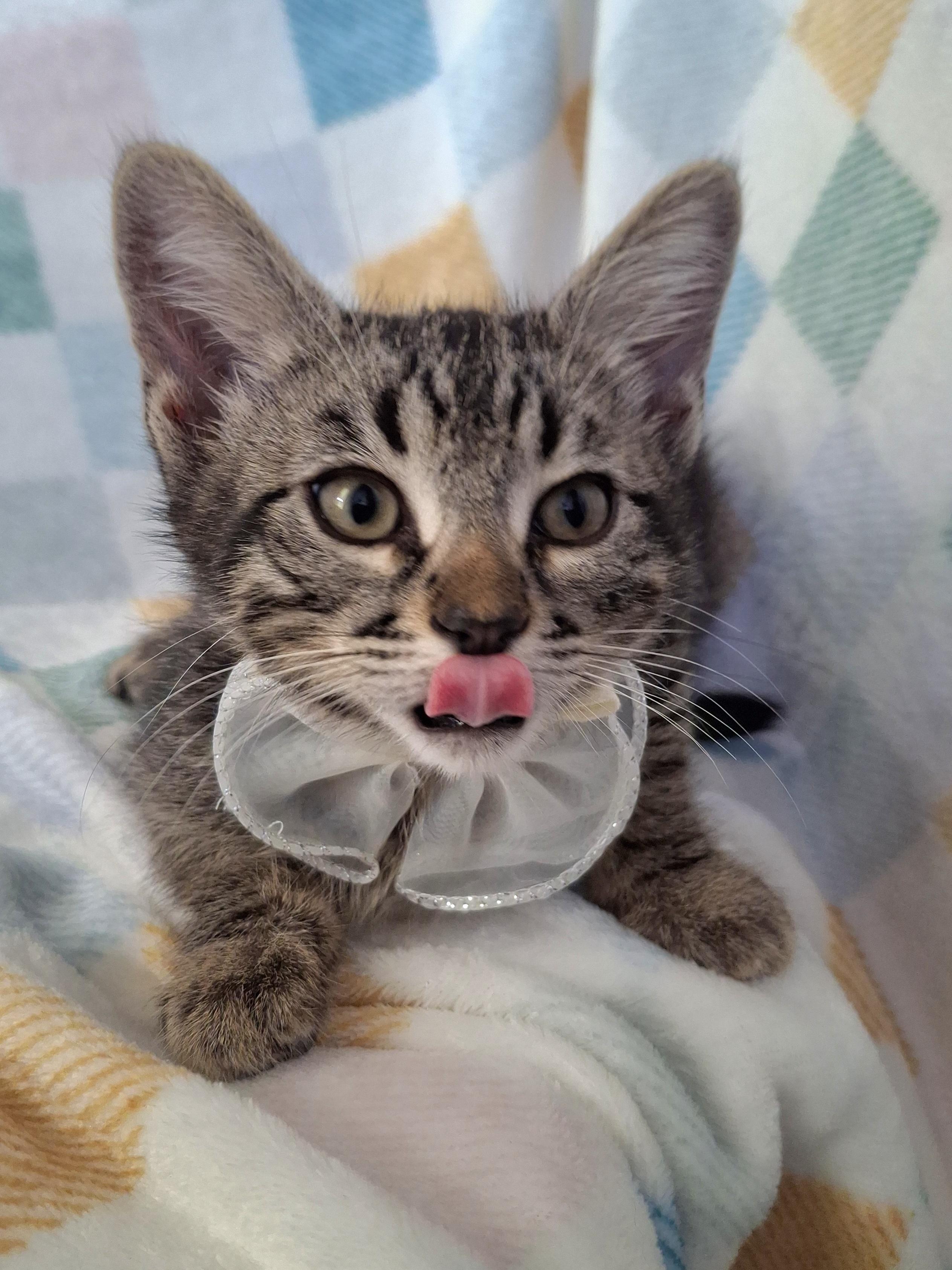 Enlarge Haze, a Adoptable mixed breed in Fullerton, CA image 2/5