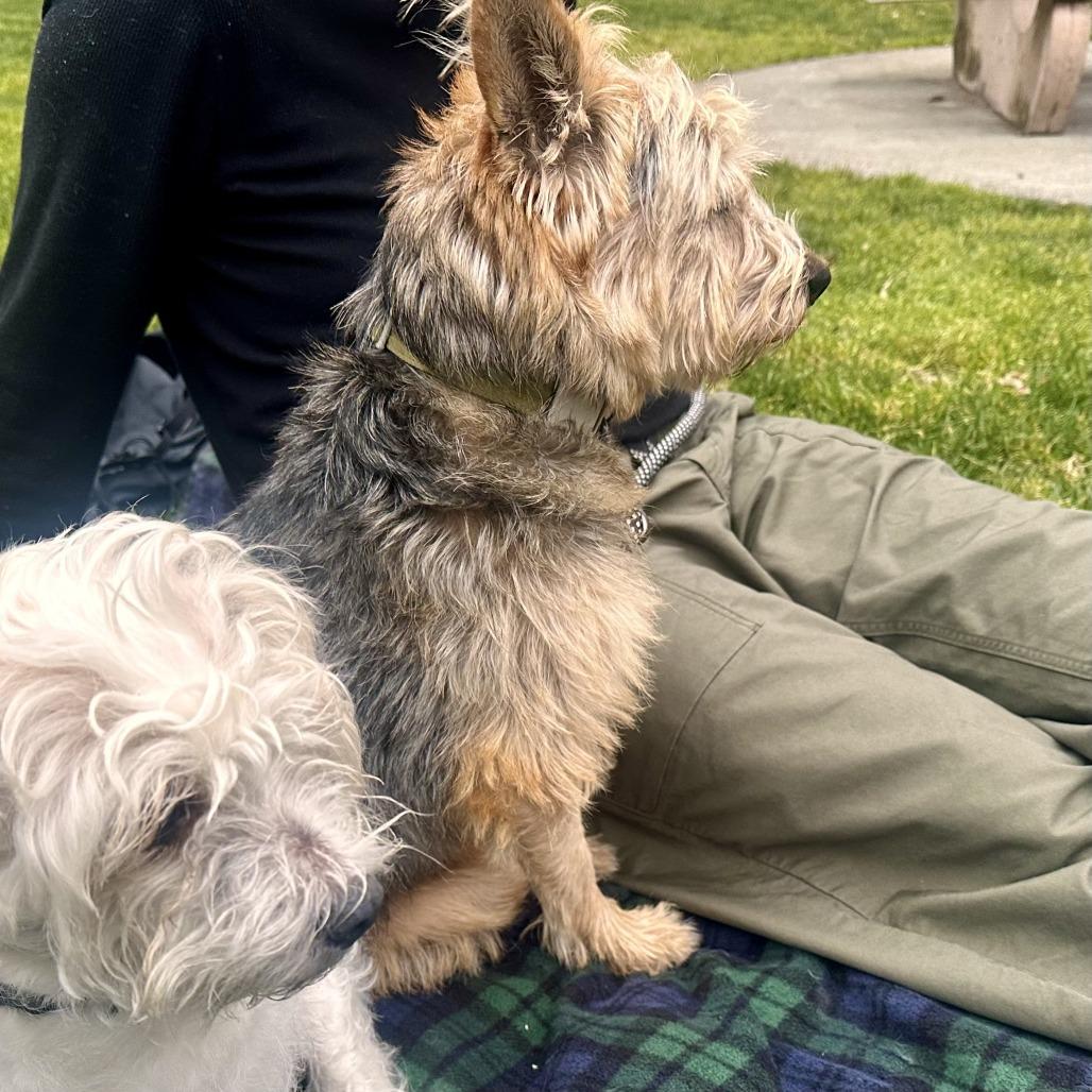 Enlarge Rex, a Adoptable Wirehaired Terrier in Sonoma, CA image 1/5