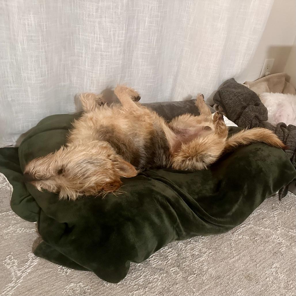 Enlarge Rex, a Adoptable Wirehaired Terrier in Sonoma, CA image 2/5