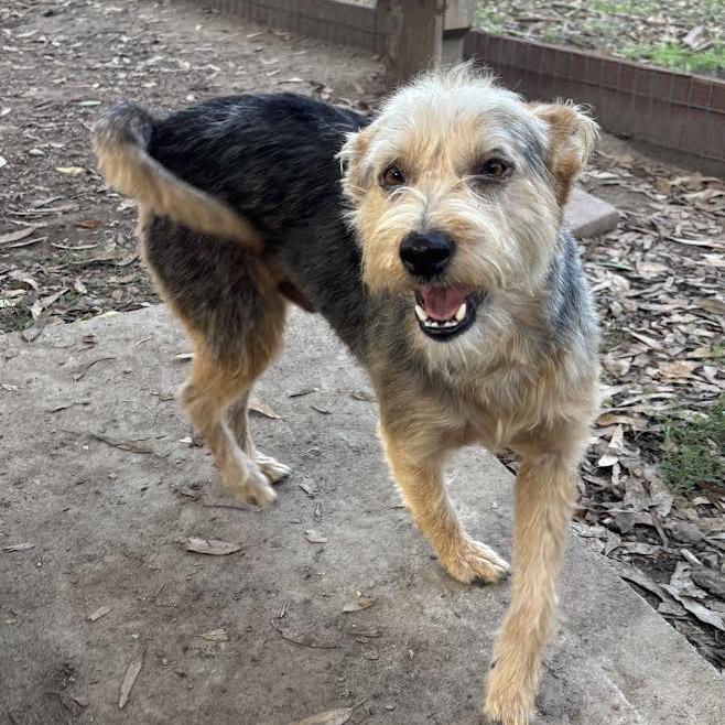 Enlarge Rex, a Adoptable Wirehaired Terrier in Sonoma, CA image 3/5
