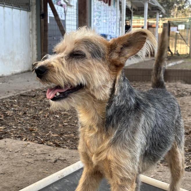 Enlarge Rex, a Adoptable Wirehaired Terrier in Sonoma, CA image 4/5