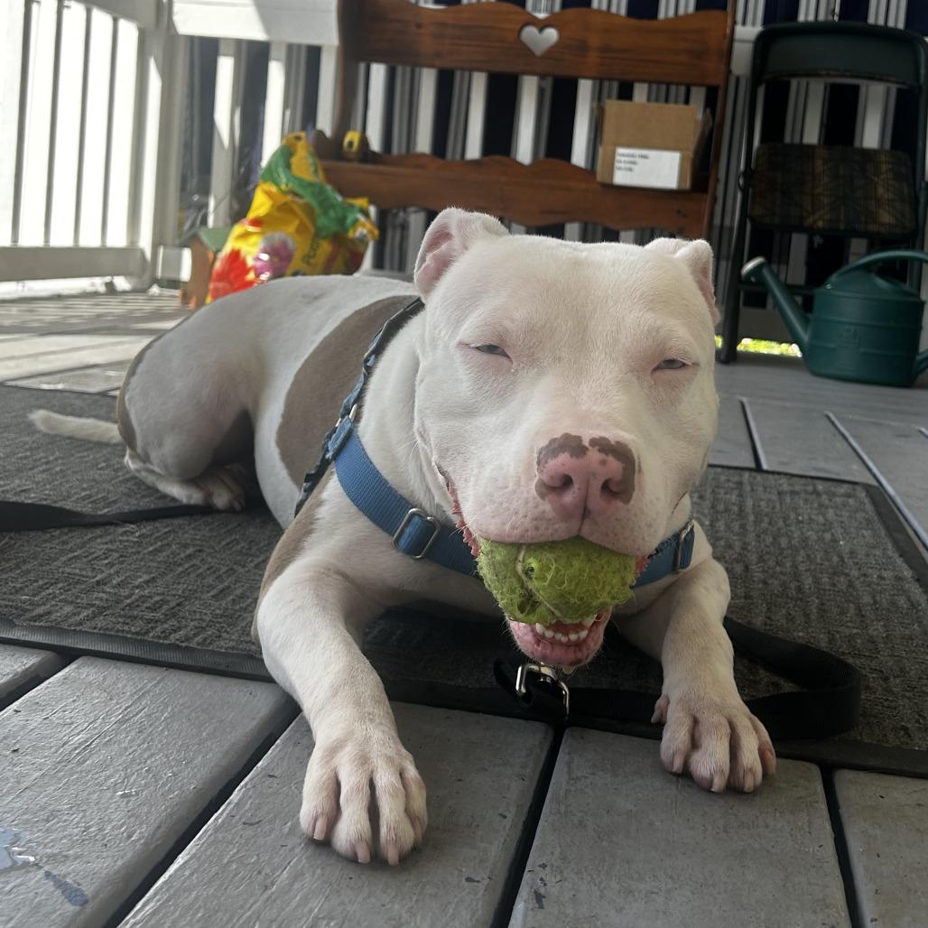 Enlarge Custard, a Adoptable Mixed Breed in Pittsburgh, PA image 1/6