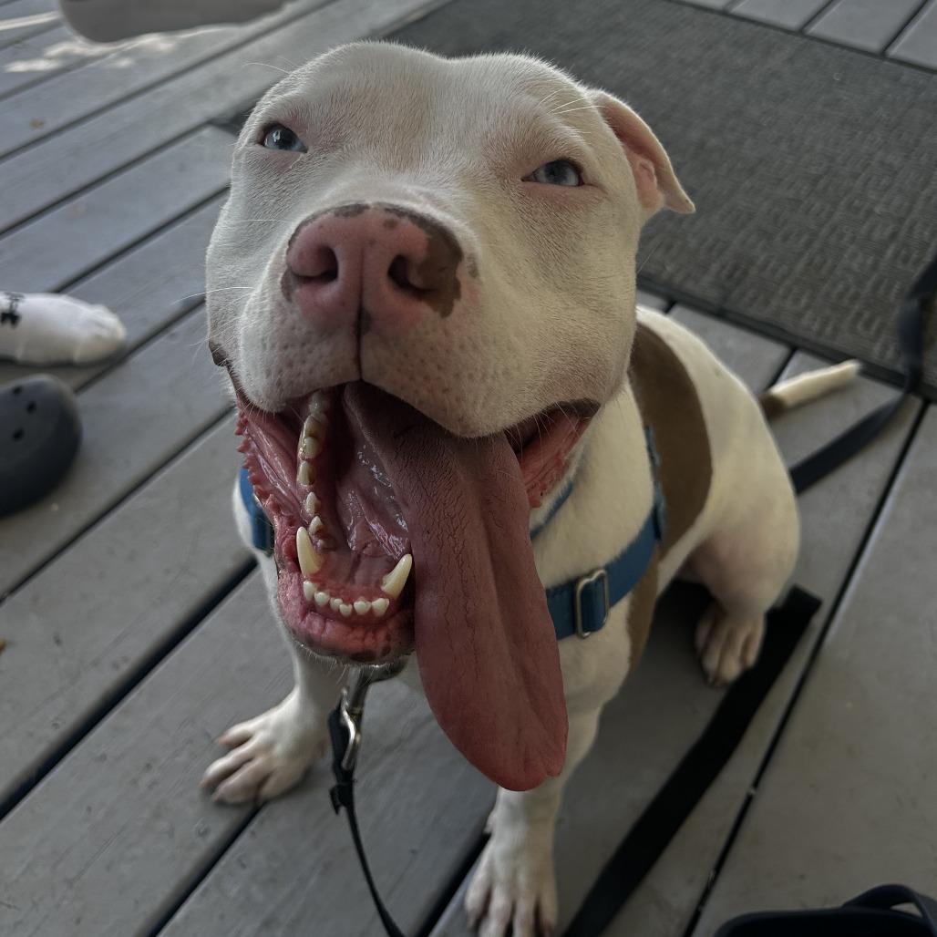 Enlarge Custard, a Adoptable Mixed Breed in Pittsburgh, PA image 2/6