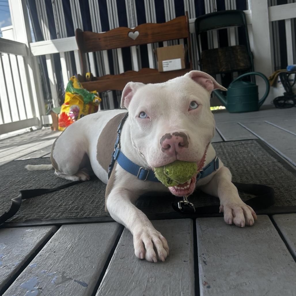 Enlarge Custard, a Adoptable Mixed Breed in Pittsburgh, PA image 3/6