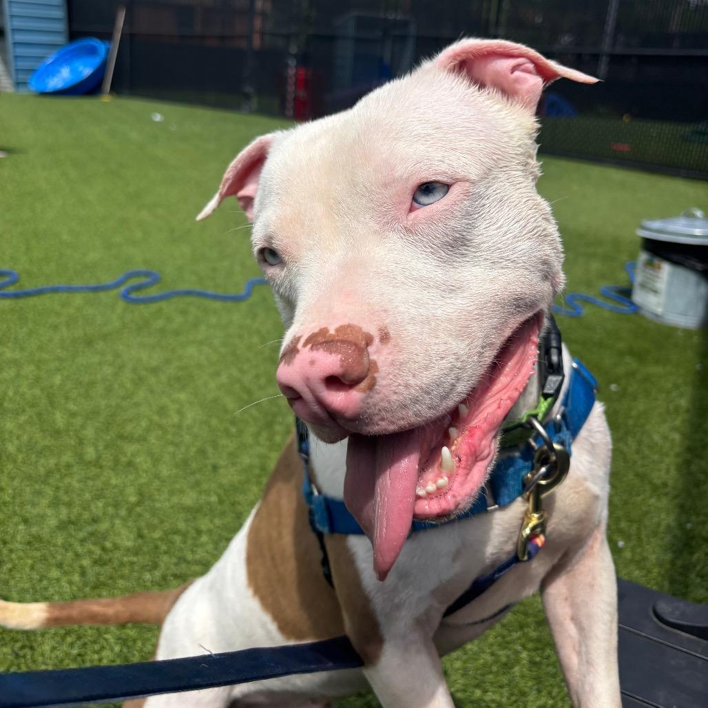 Enlarge Custard, a Adoptable Mixed Breed in Pittsburgh, PA image 4/6