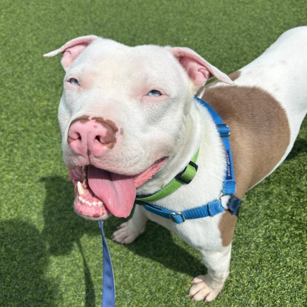 Enlarge Custard, a Adoptable Mixed Breed in Pittsburgh, PA image 5/6