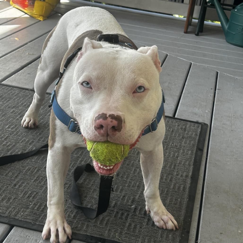 Enlarge Custard, a Adoptable Mixed Breed in Pittsburgh, PA image 6/6