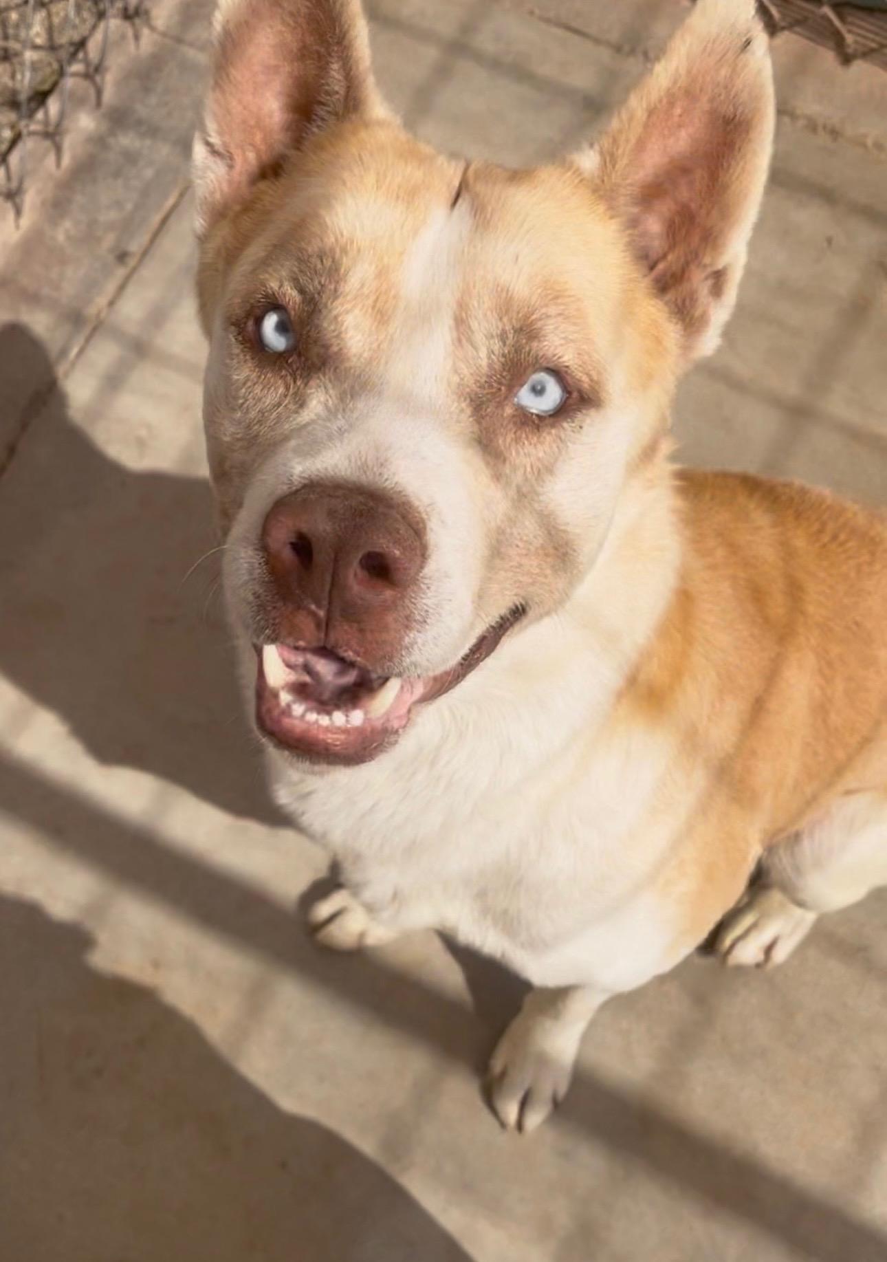 Ricky, a Adopted mixed breed in Sierra Madre, CA image 3/5