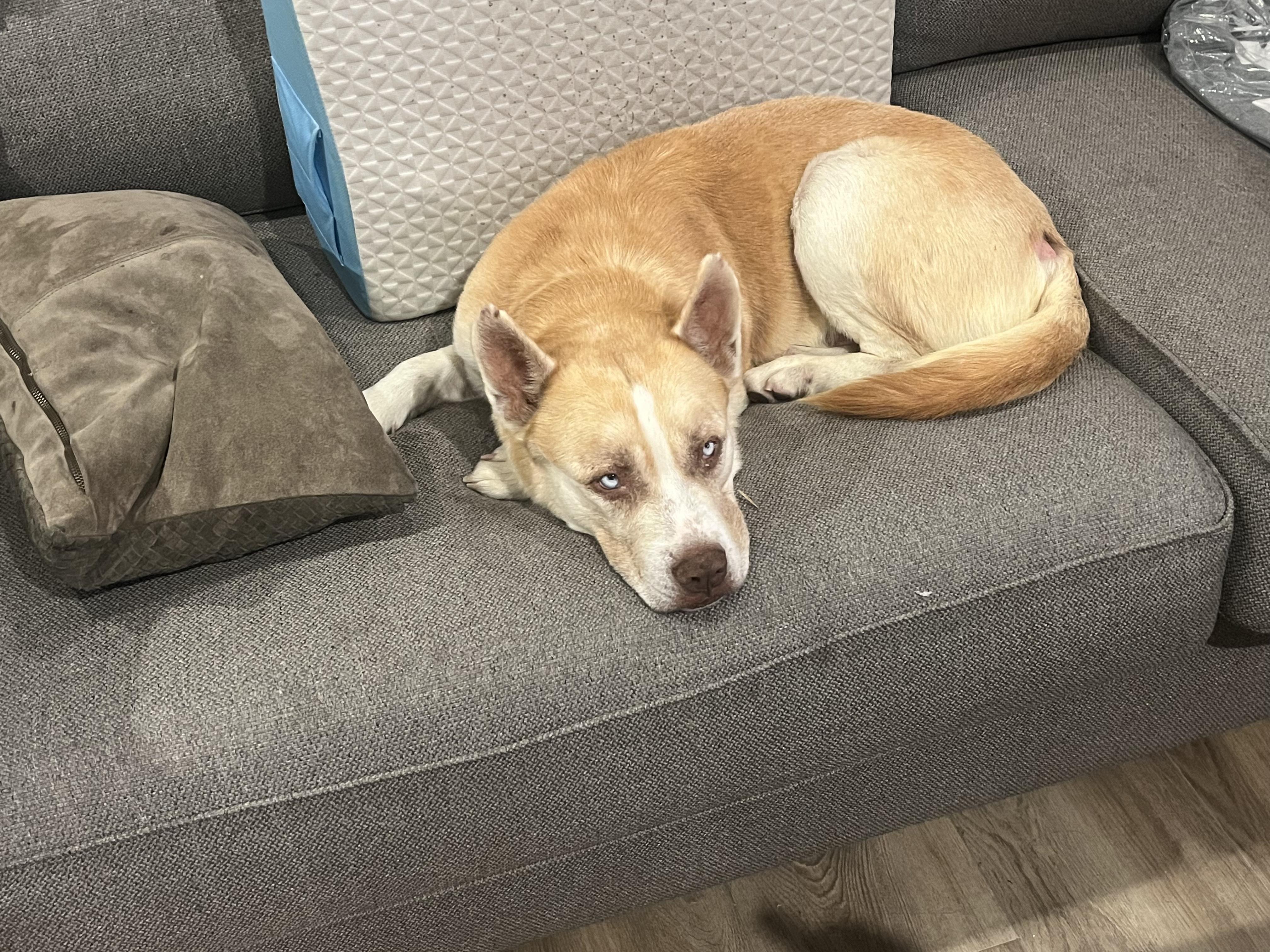 Ricky, a Adopted mixed breed in Sierra Madre, CA image 4/5