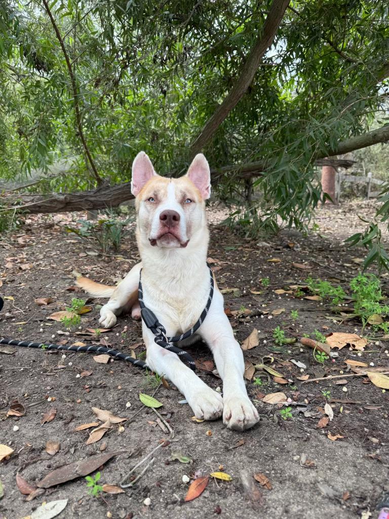 Ricky, a Adopted mixed breed in Sierra Madre, CA image 5/5