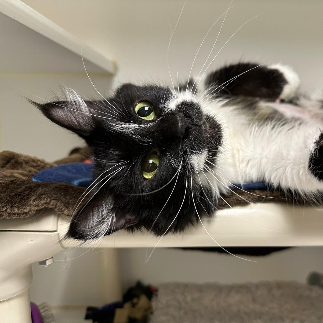 Mika, Adoptable, Young Female Domestic Medium Hair.