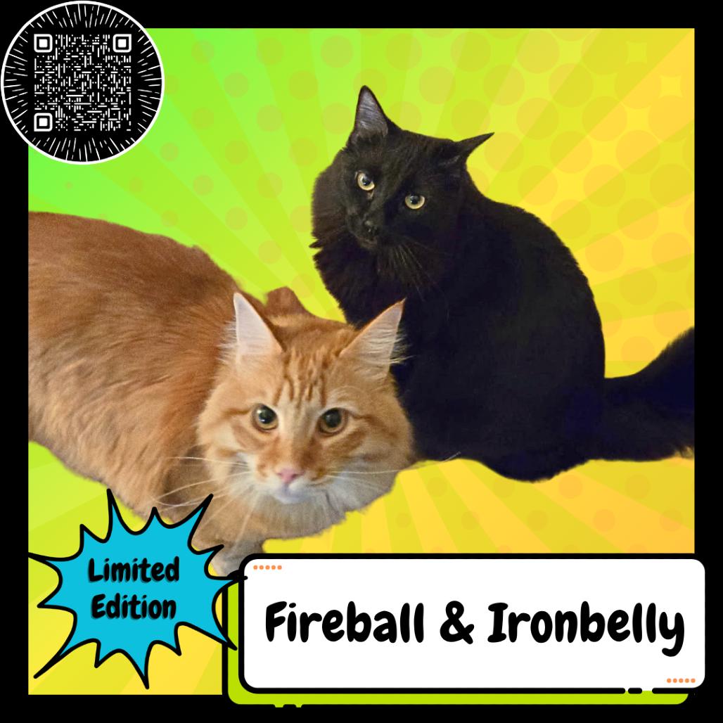 Enlarge Ironbelly & Fireball, a Adoptable Domestic Long Hair in Suisun City, CA image 1/4