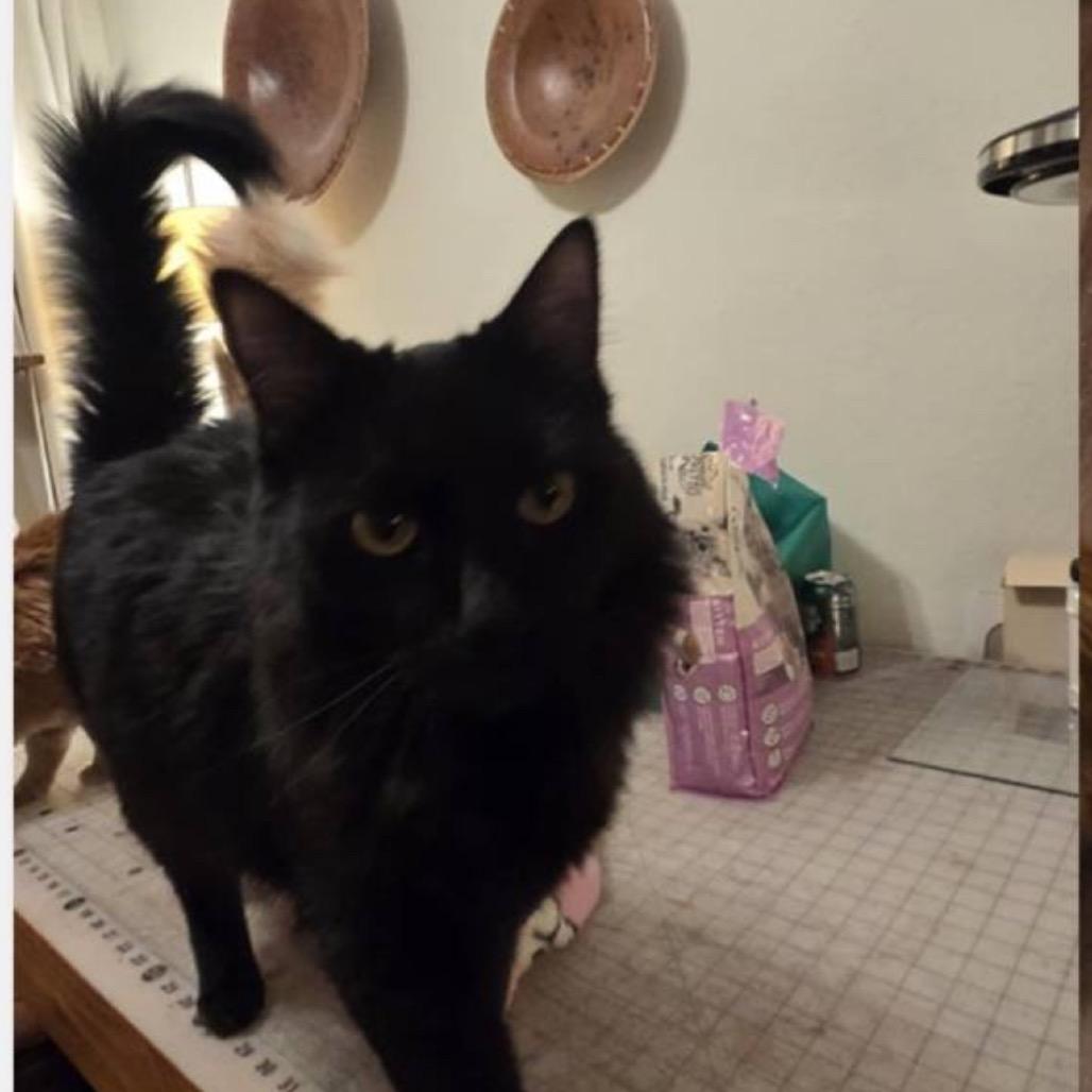 Enlarge Ironbelly & Fireball, a Adoptable Domestic Long Hair in Suisun City, CA image 2/4