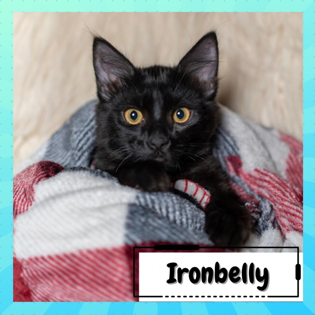 Enlarge Ironbelly & Fireball, a Adoptable Domestic Long Hair in Suisun City, CA image 3/4