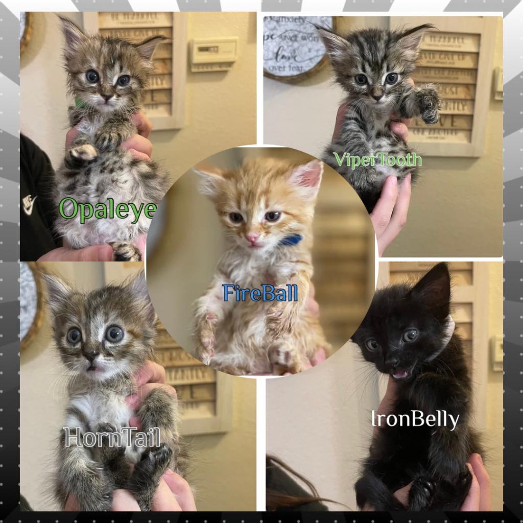 Enlarge Ironbelly & Fireball, a Adoptable Domestic Long Hair in Suisun City, CA image 4/4