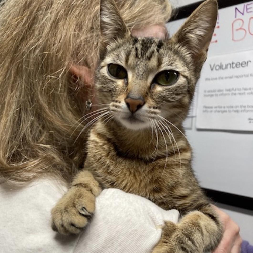 Goldilocks , ADOPTABLE, Young Female Domestic Short Hair.
