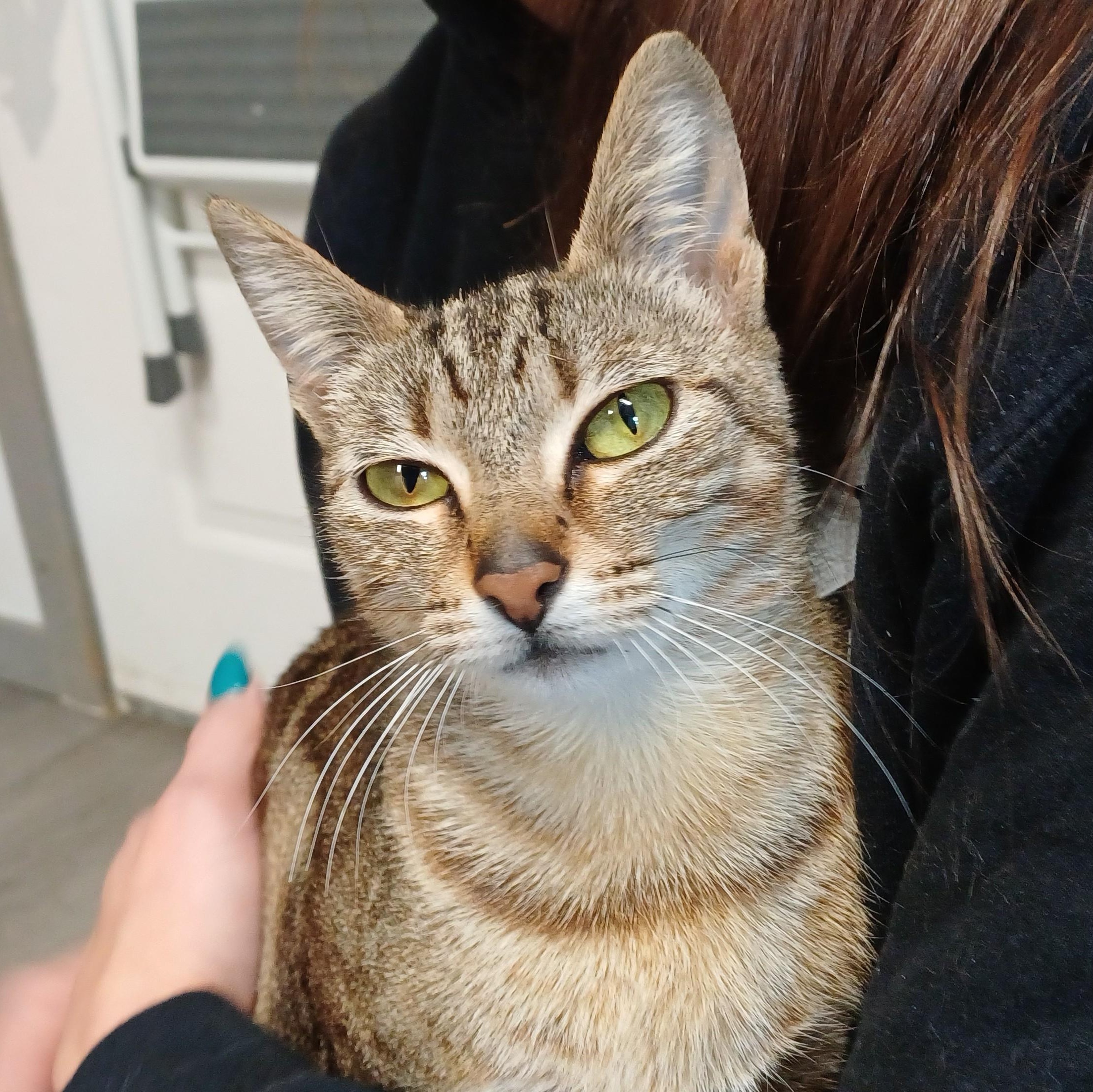 Goldilocks , adoptable, Young Female Domestic Short Hair.