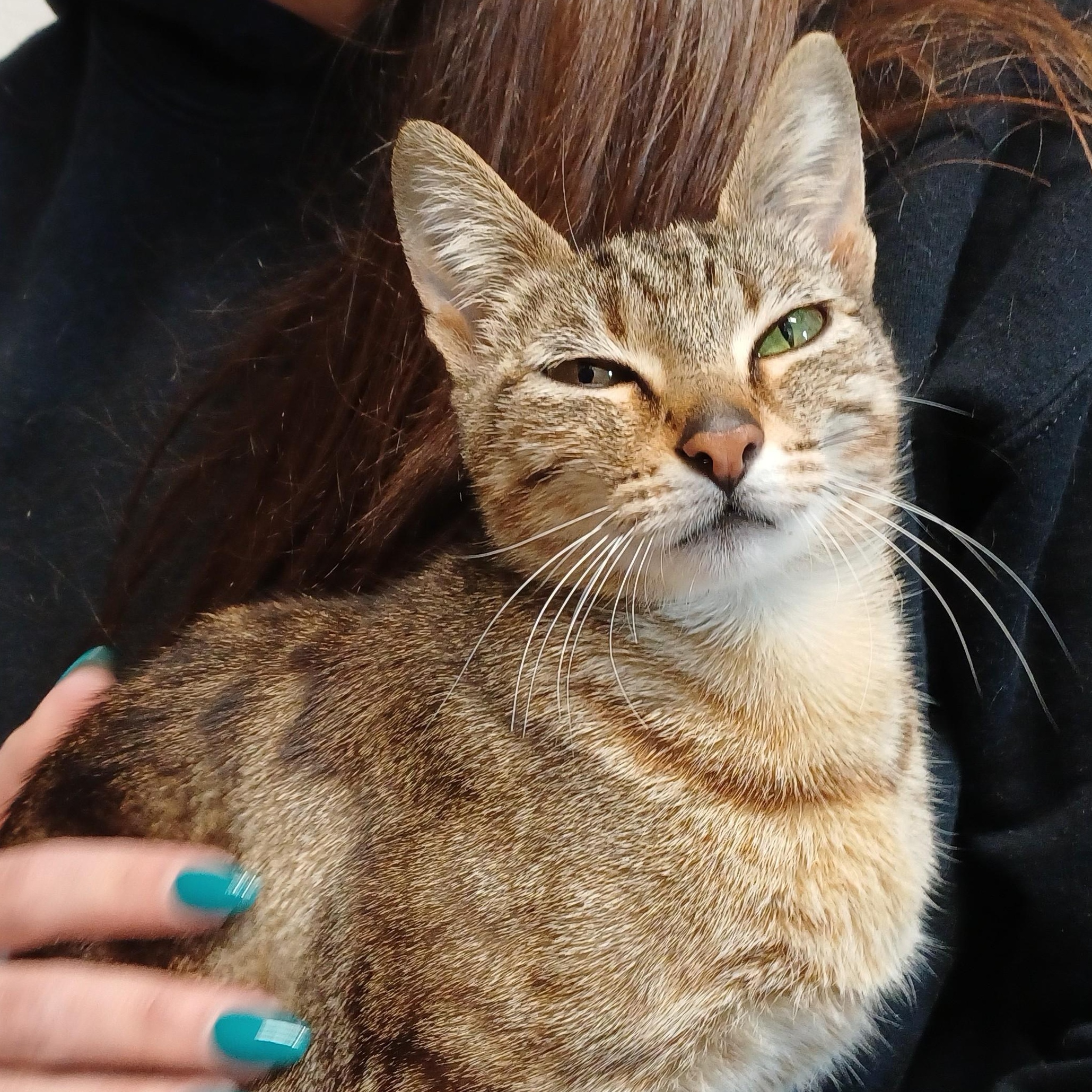 Enlarge Goldilocks , an adoption pending Domestic Short Hair in Renton , WA image 4/6