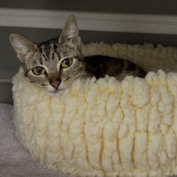 Enlarge Goldilocks , a ADOPTABLE Domestic Short Hair in Renton , WA image 2/6