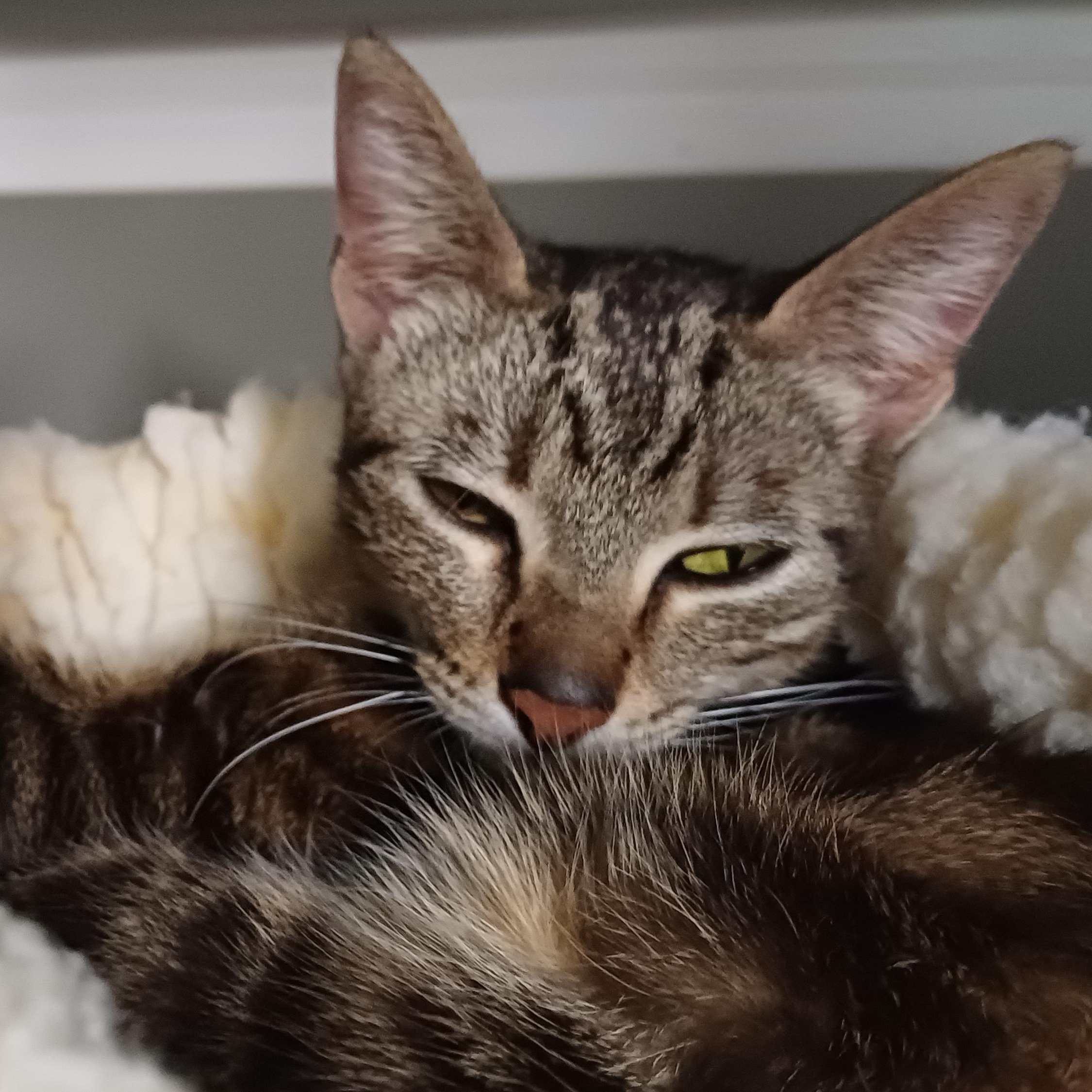 Enlarge Goldilocks , a ADOPTABLE Domestic Short Hair in Renton , WA image 5/6