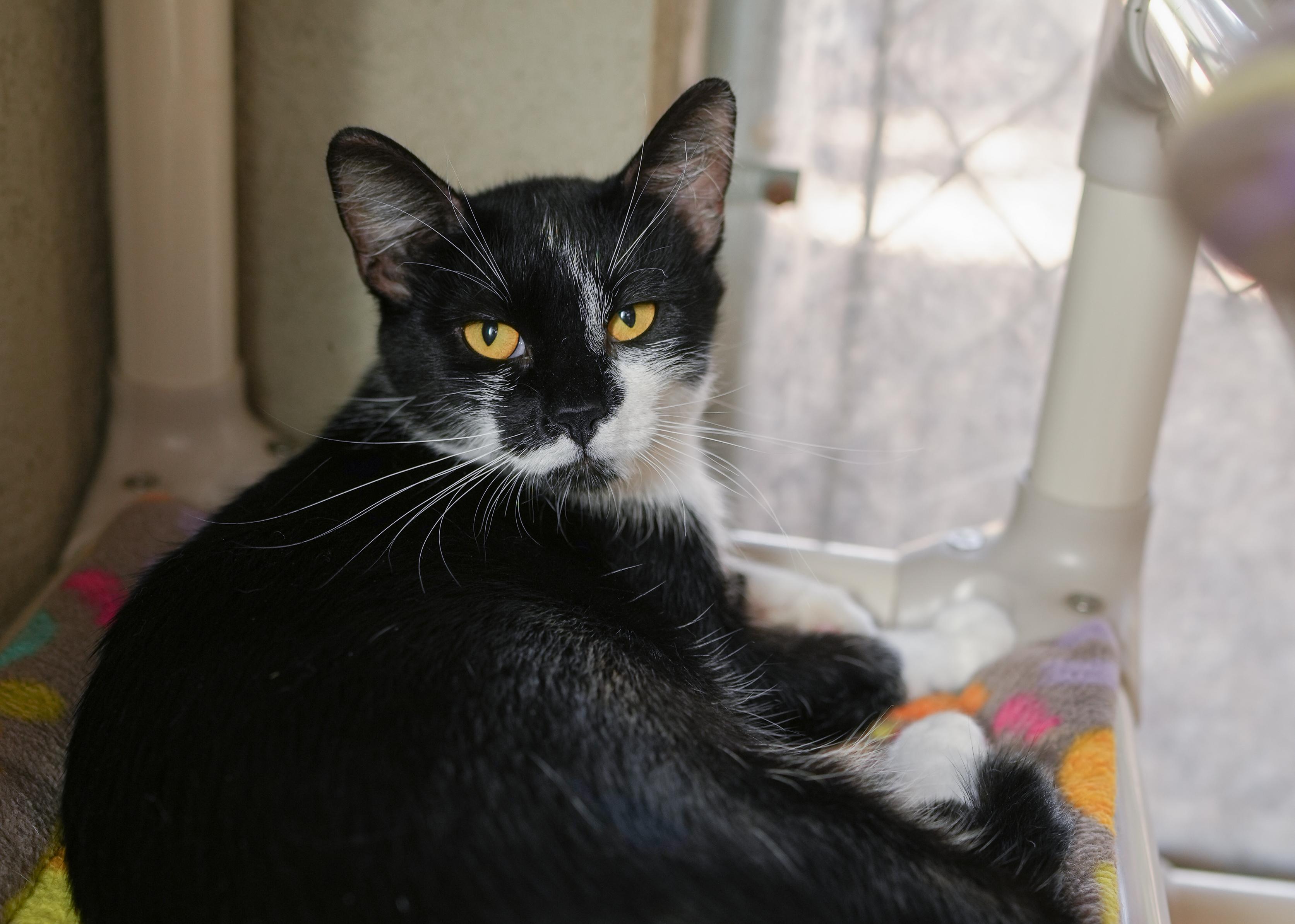 Enlarge Lolly, a ADOPTABLE Domestic Short Hair in Boise, ID image 3/3