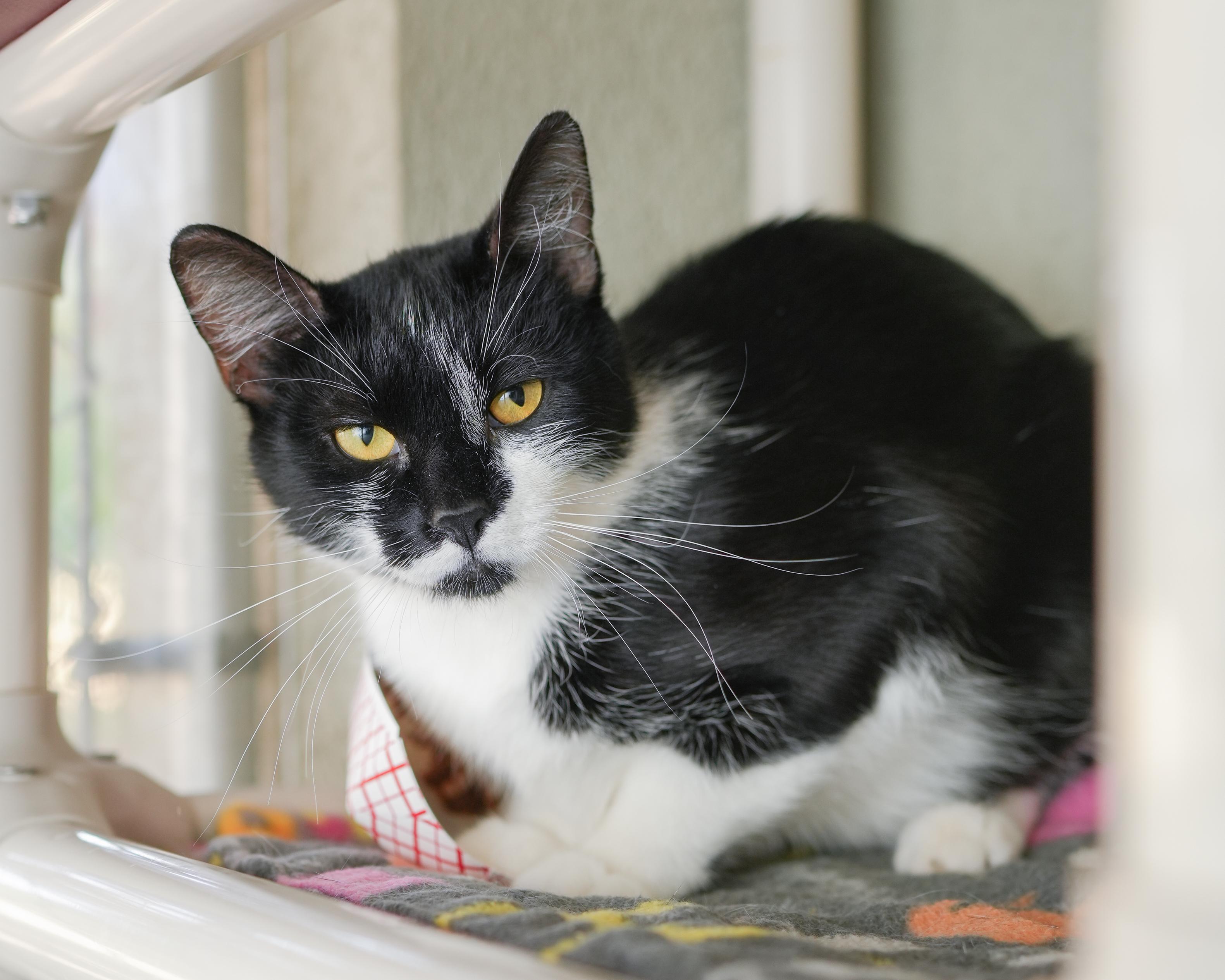 Enlarge Lolly, a ADOPTABLE Domestic Short Hair in Boise, ID image 2/3