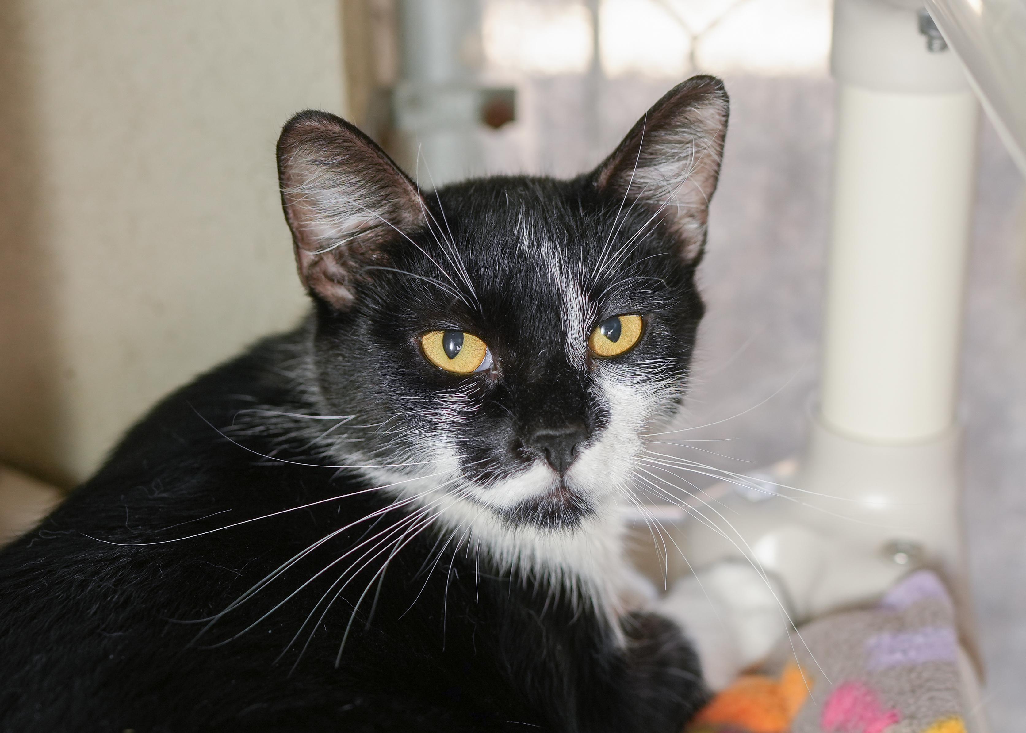 Enlarge Lolly, a ADOPTABLE Domestic Short Hair in Boise, ID image 1/3