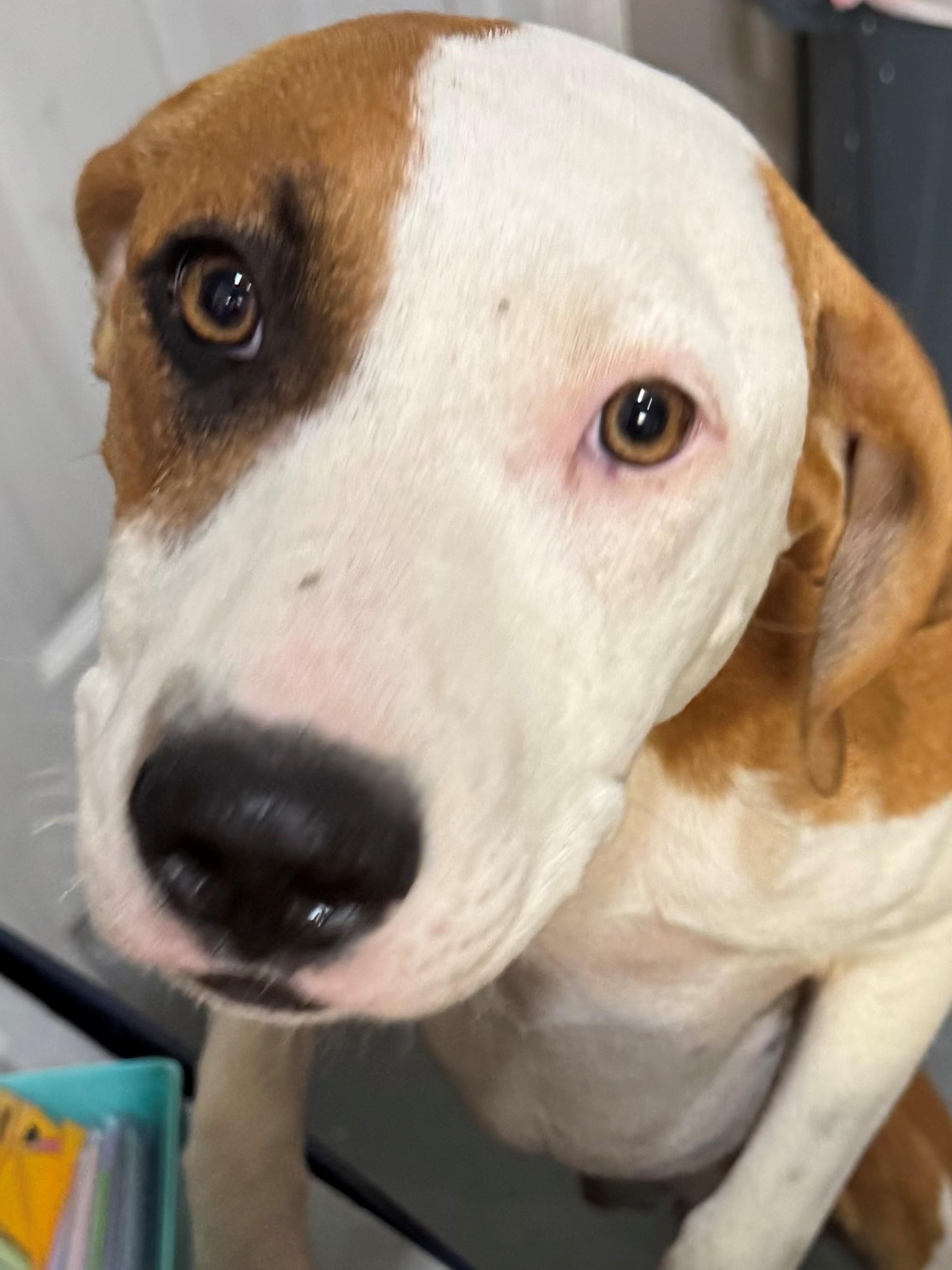 Nova, Adoptable, Young Female American Foxhound.