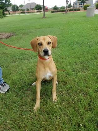 Enlarge Dory, a Adoptable mixed breed in Cedar Hill, TX image 3/3