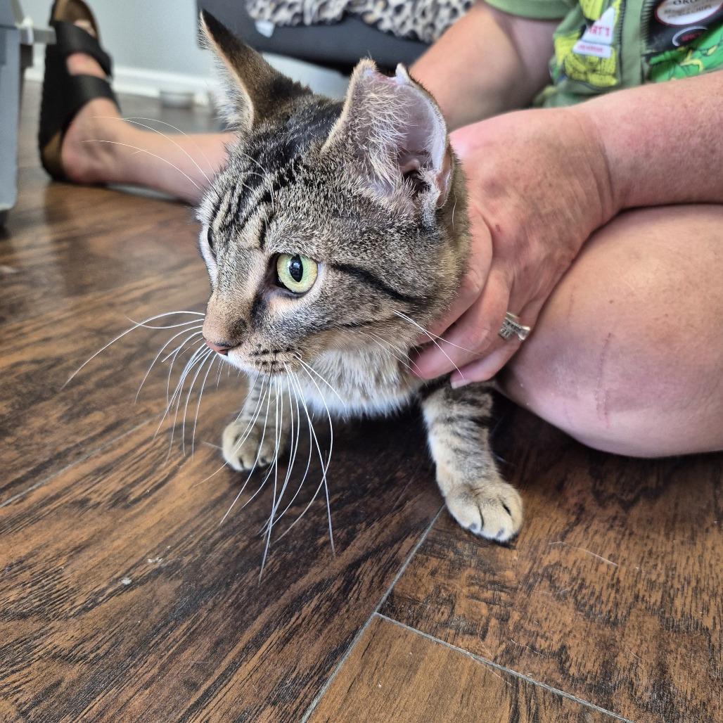 Theodore, Adoptable, Adult Male Domestic Short Hair.