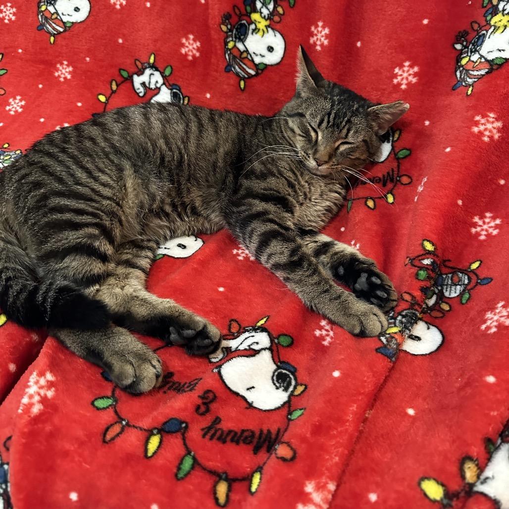 Enlarge Theodore, a Adoptable Domestic Short Hair in Nashville, TN image 2/2