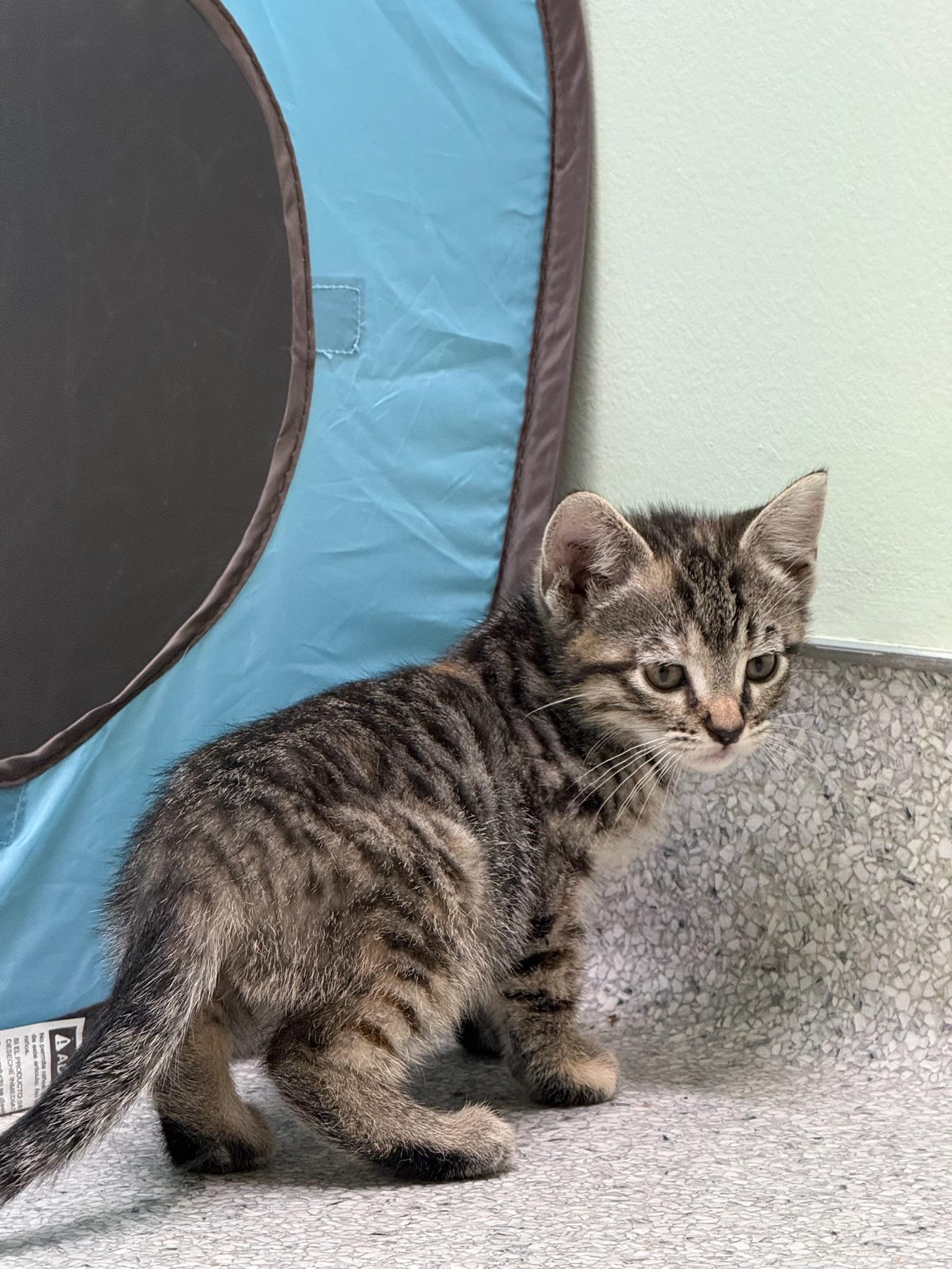 Fleetwood, a Adoptable Tortoiseshell in Kent, WA image 2/2