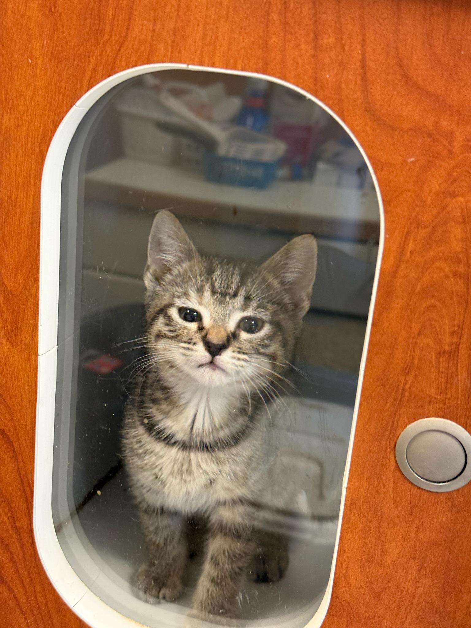 Fleetwood, a Adoptable Tortoiseshell in Kent, WA image 1/2