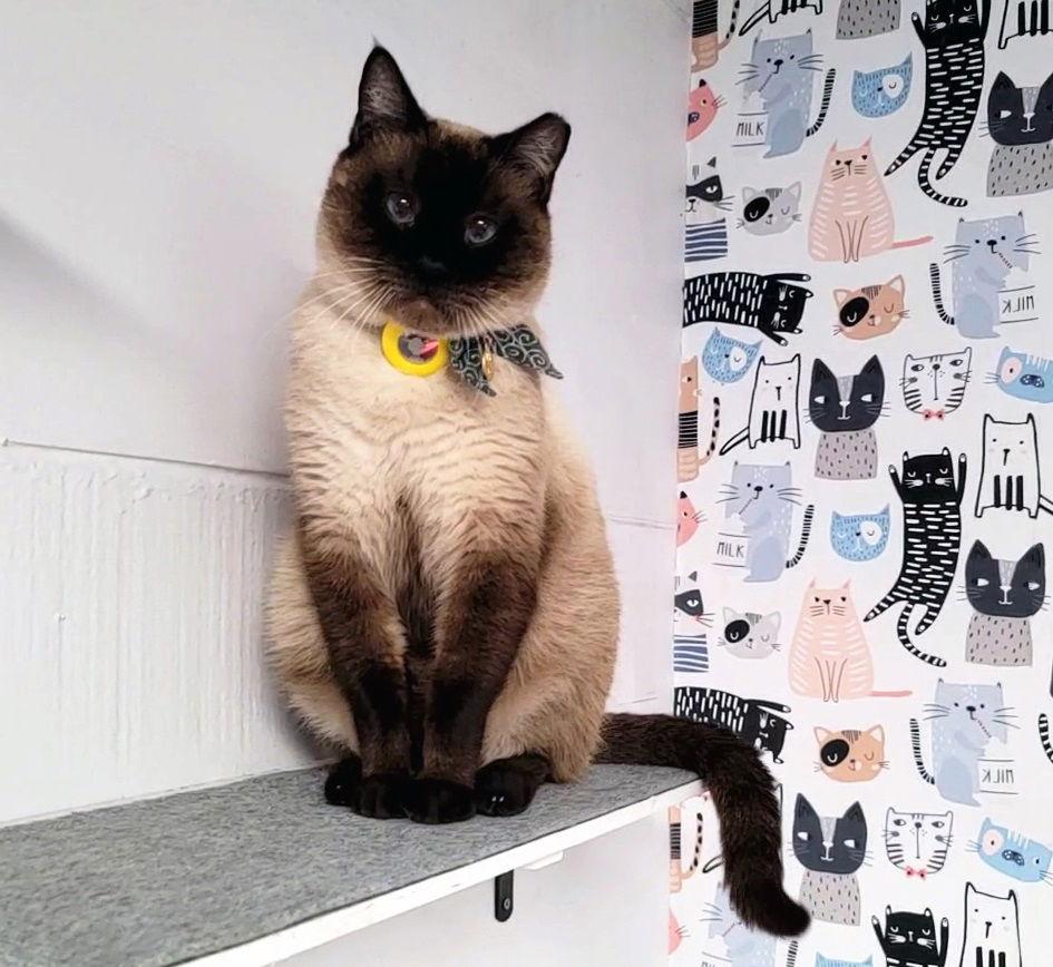 Sesame #loves-slowly-&-deeply, Adopted, Adult Male Siamese & Domestic Short Hair.