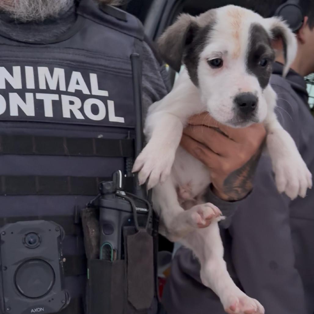 Enlarge Waldorf, a Adoptable Mixed Breed in Detroit Lakes, MN image 1/3