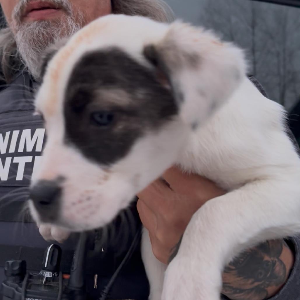 Enlarge Waldorf, a Adoptable Mixed Breed in Detroit Lakes, MN image 2/3