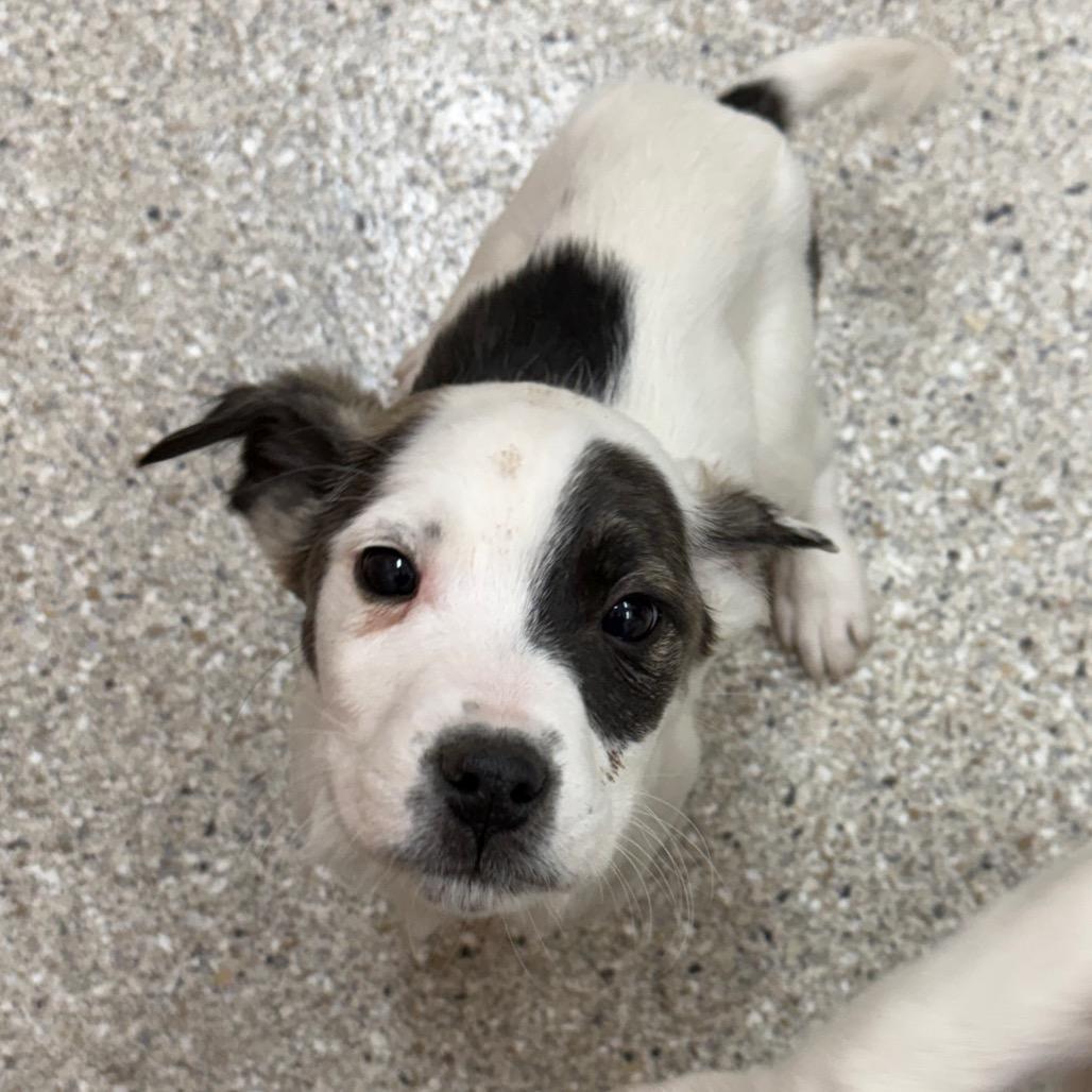 Enlarge Waldorf, a Adoptable Mixed Breed in Detroit Lakes, MN image 3/3