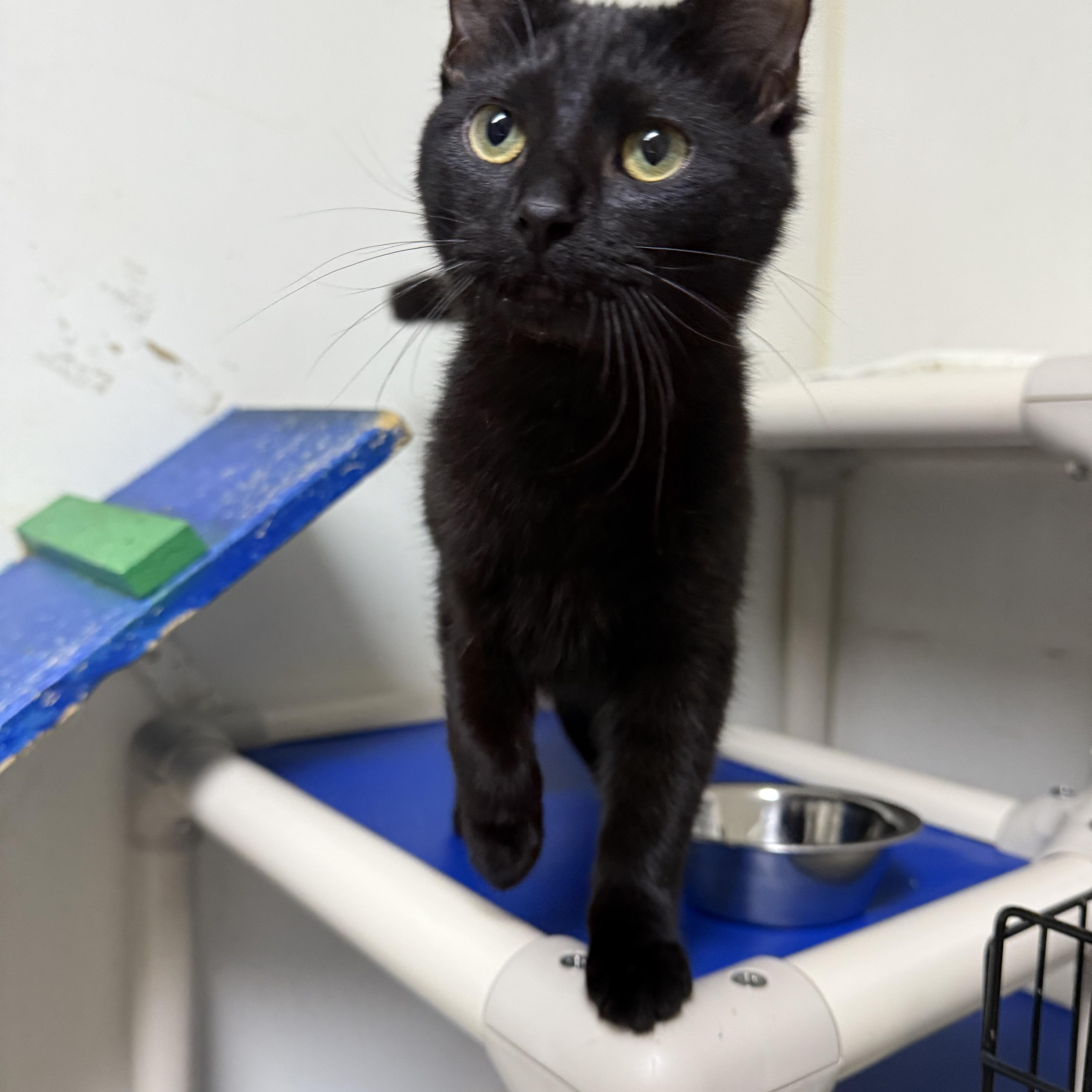 Athena, adopted, Kitten Female Domestic Short Hair.