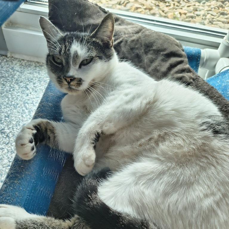 Ms. Dixon, Adoptable, Adult Female Domestic Short Hair.