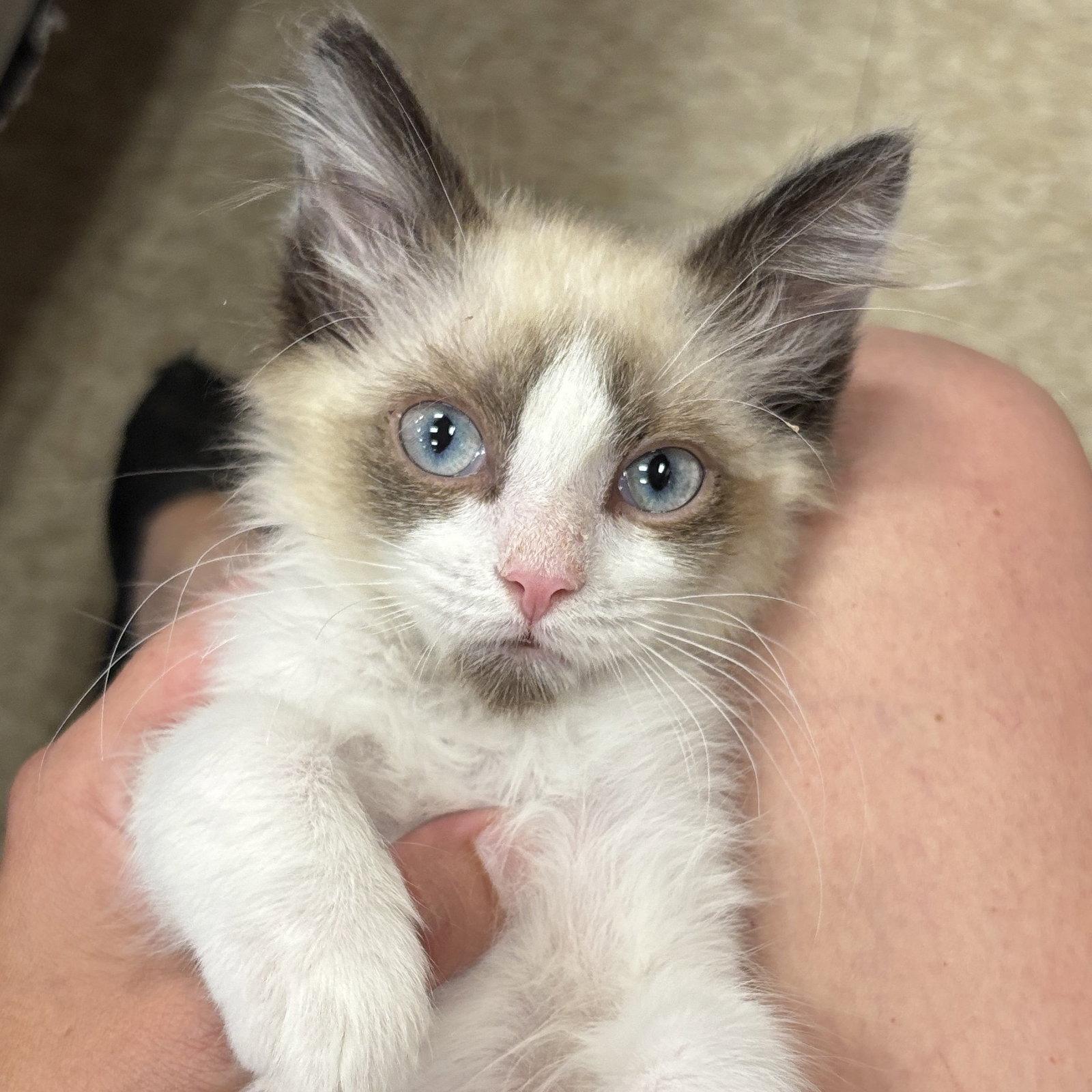 Cosmo, Adopted, Kitten Male Siamese.