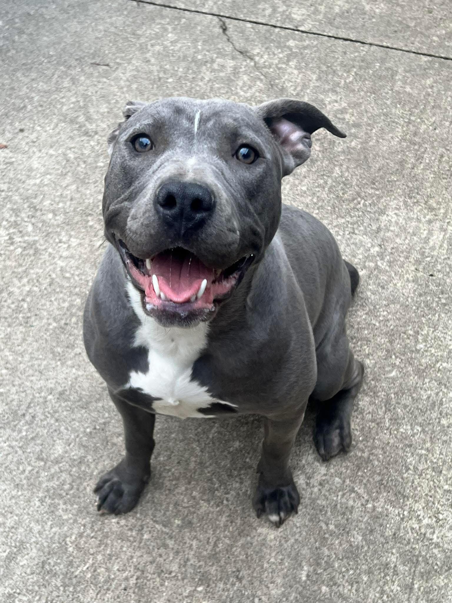 Nerida, ADOPTABLE, Adult Female Pit Bull Terrier.