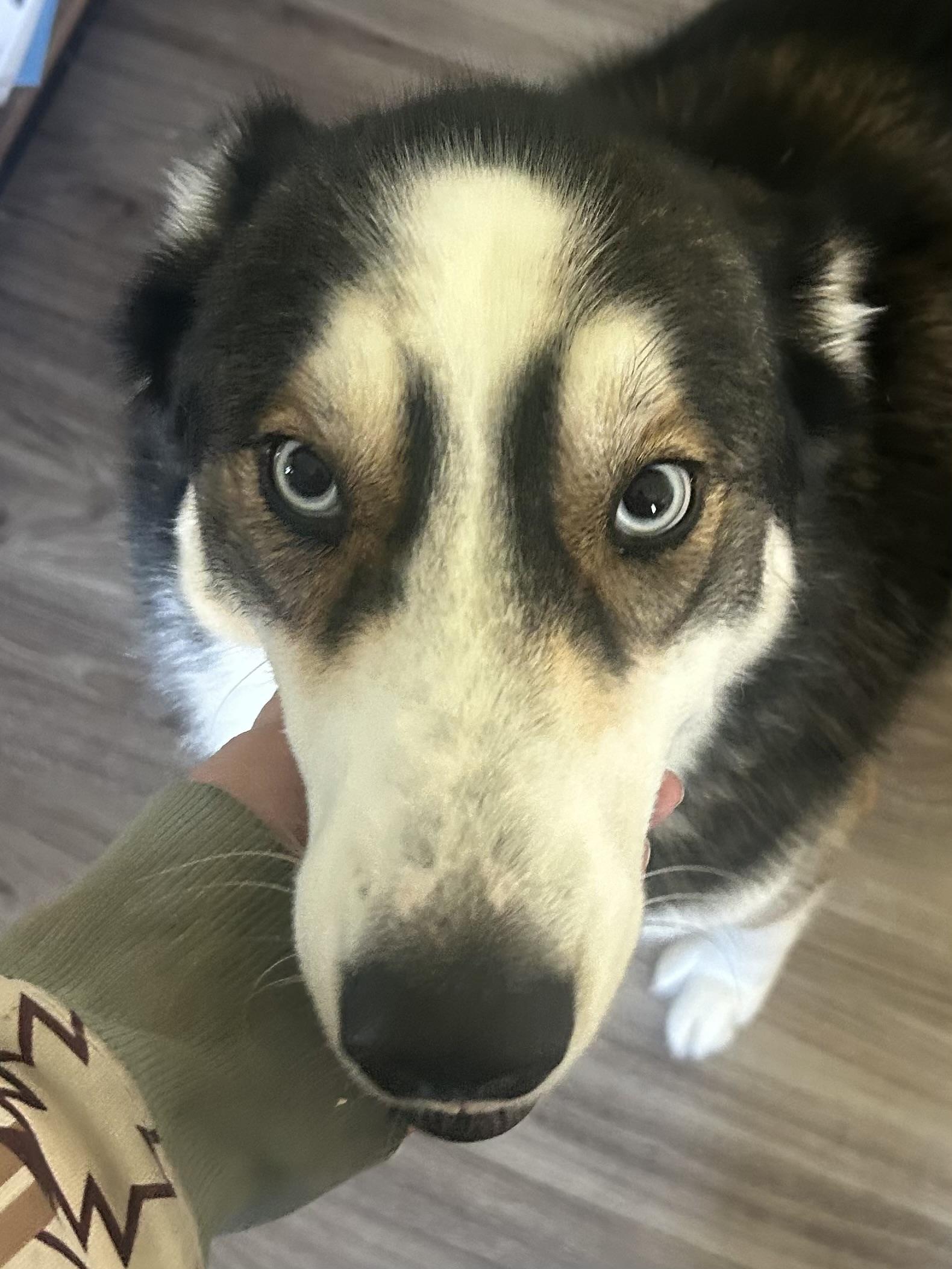 Snowflake, an adopted Siberian Husky in Menifee, CA image 4/6